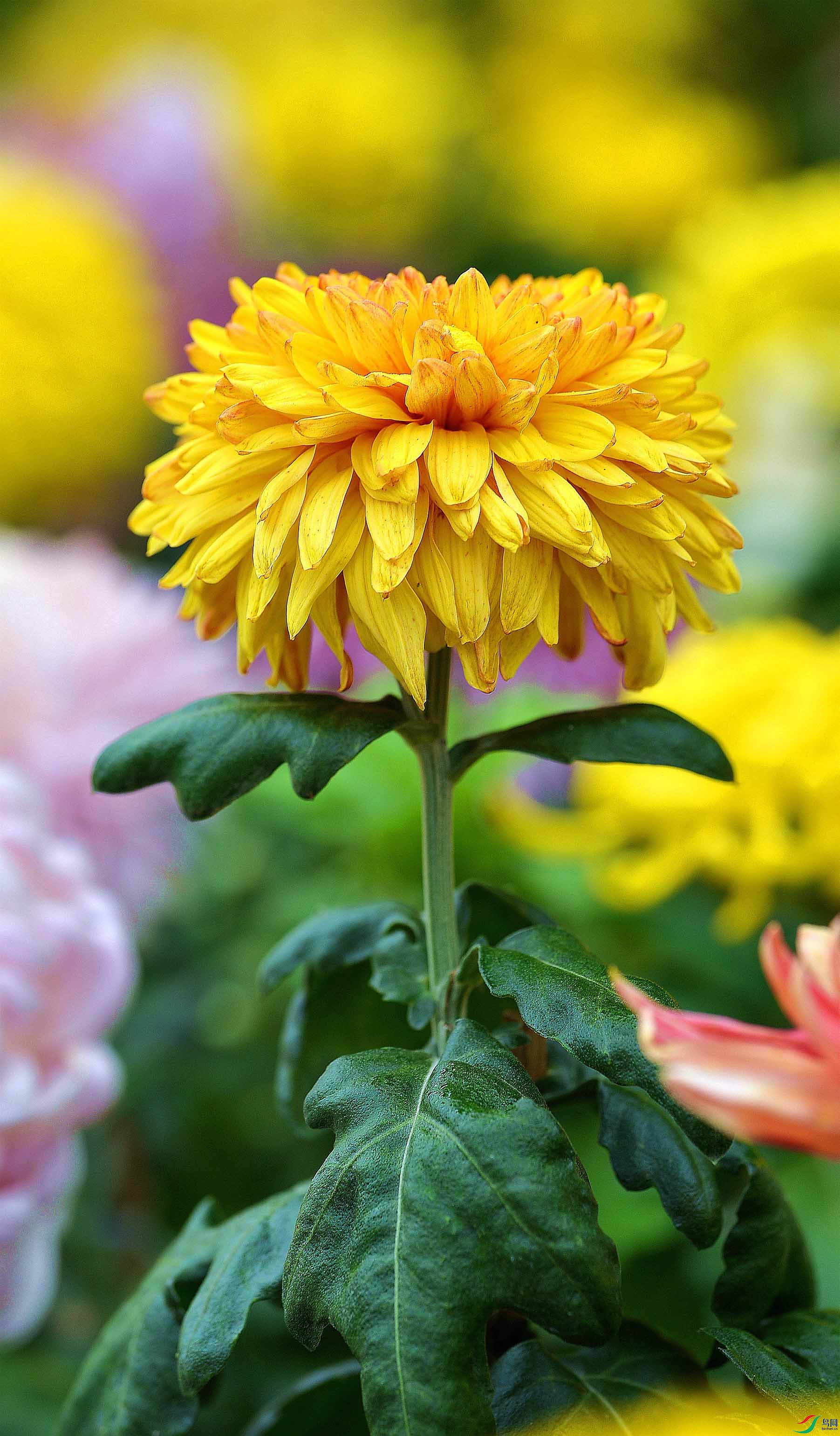 DSC_2936.JPG