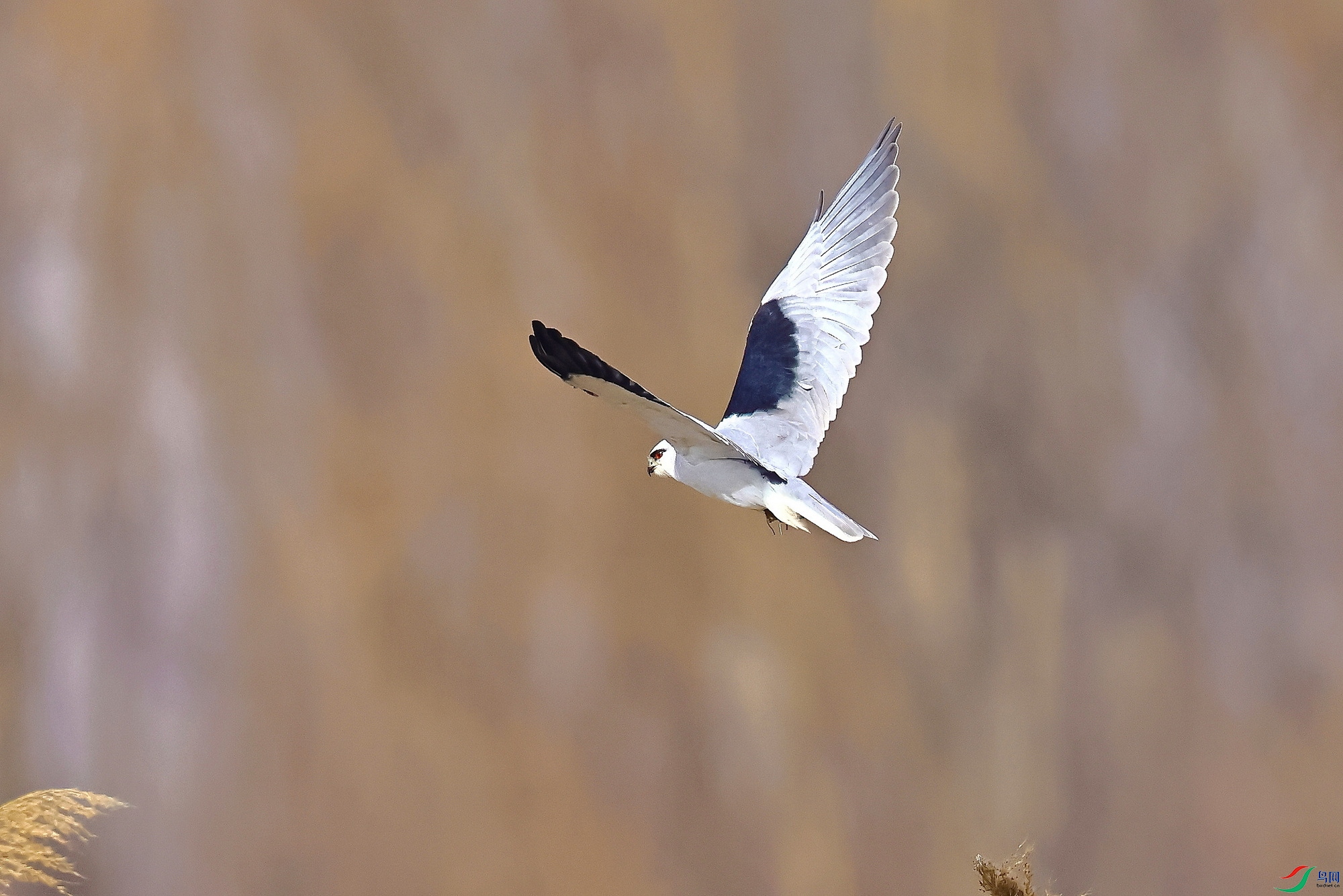 IMG_6046-1.JPG