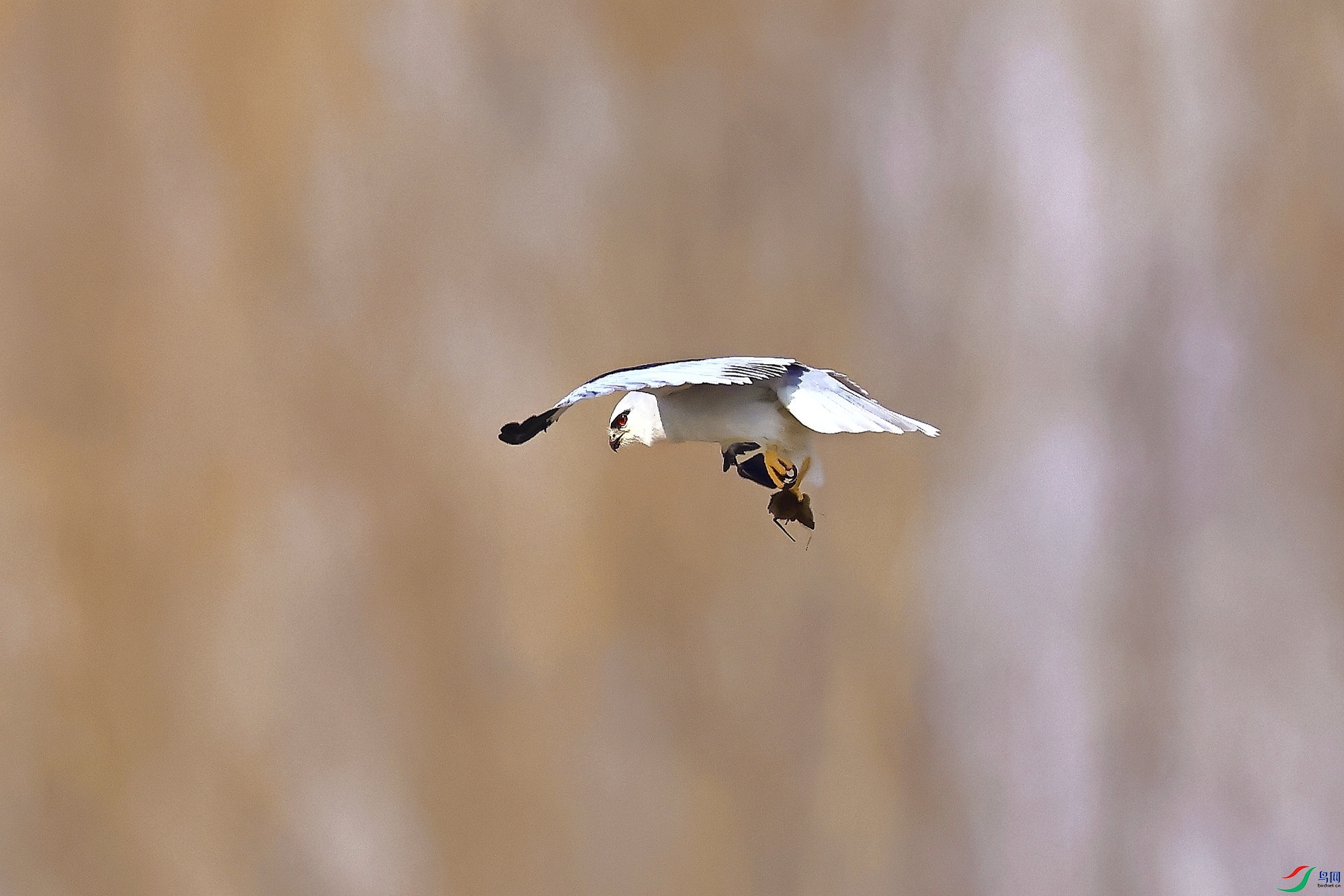 IMG_6069-1.JPG