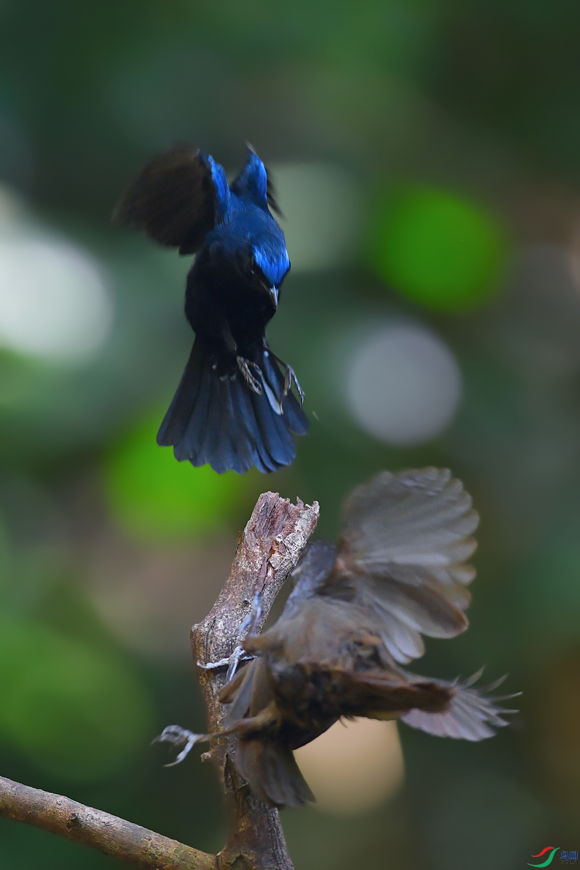5DSC_2410_DxOa.jpg
