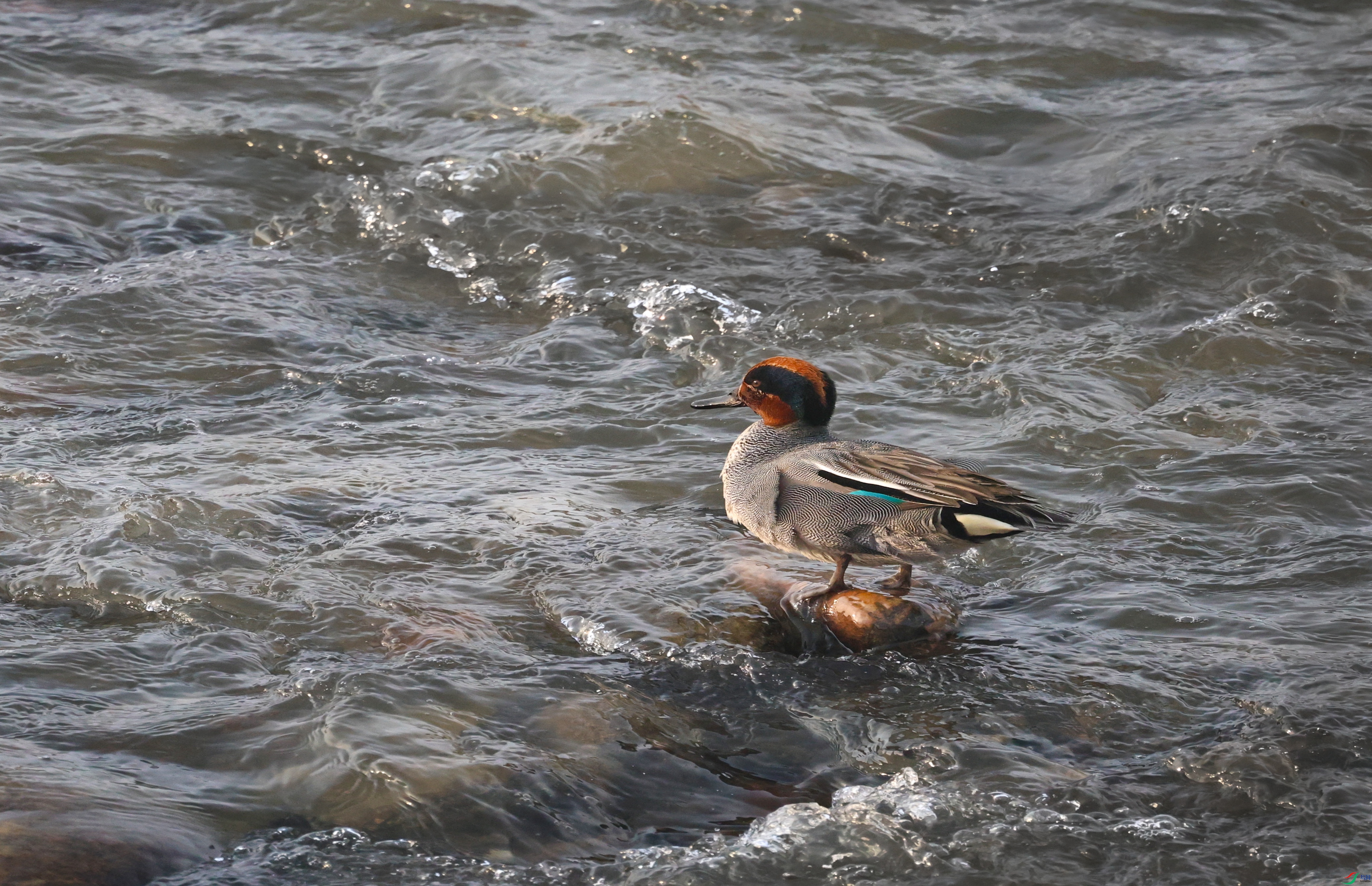 7X5A0498 - ����.JPG