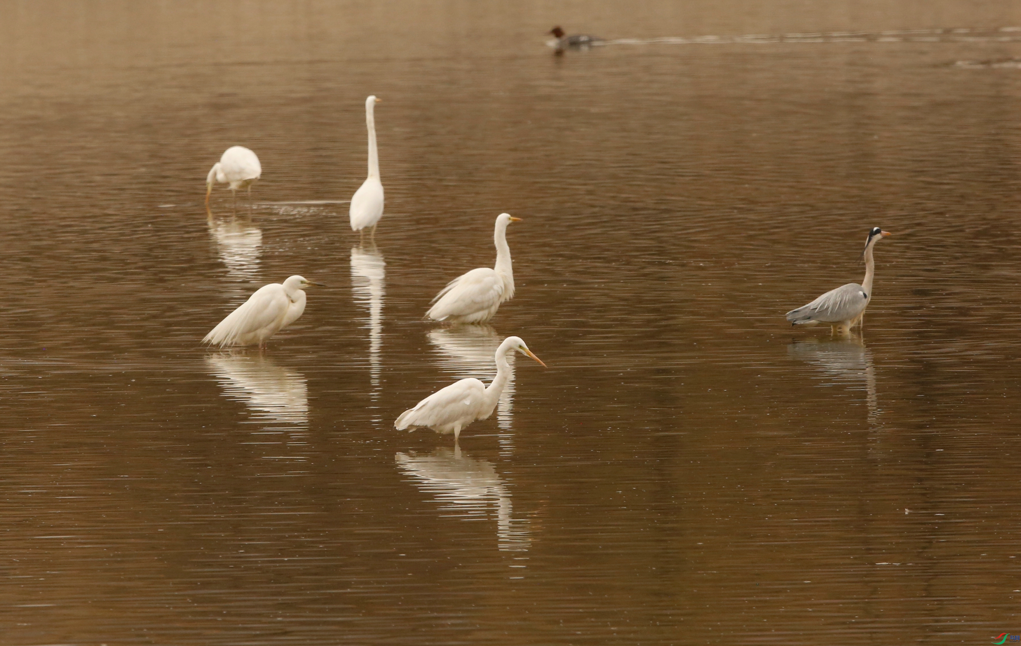 _39A9437 - ����.JPG