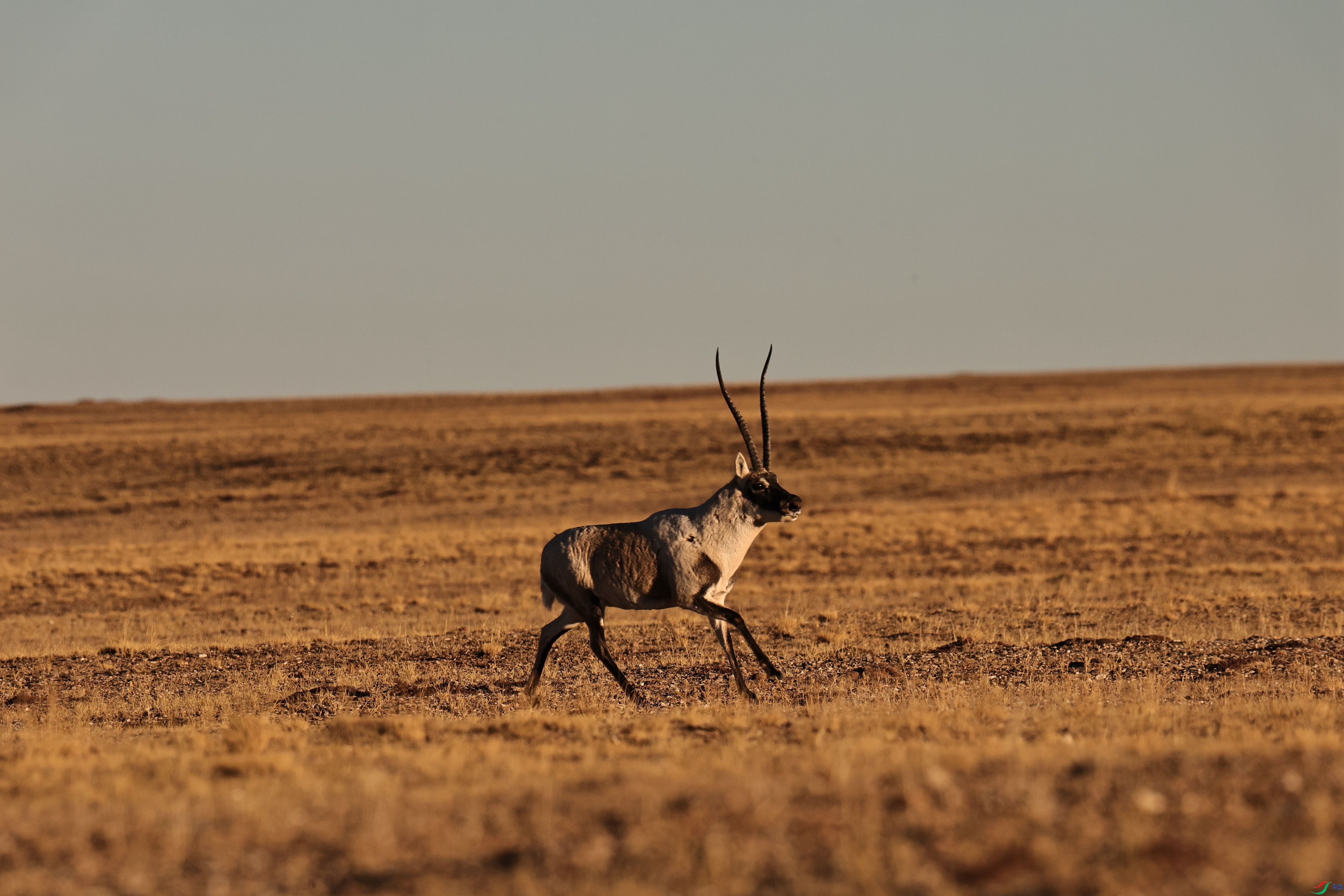 7X5A2936 - ����.JPG