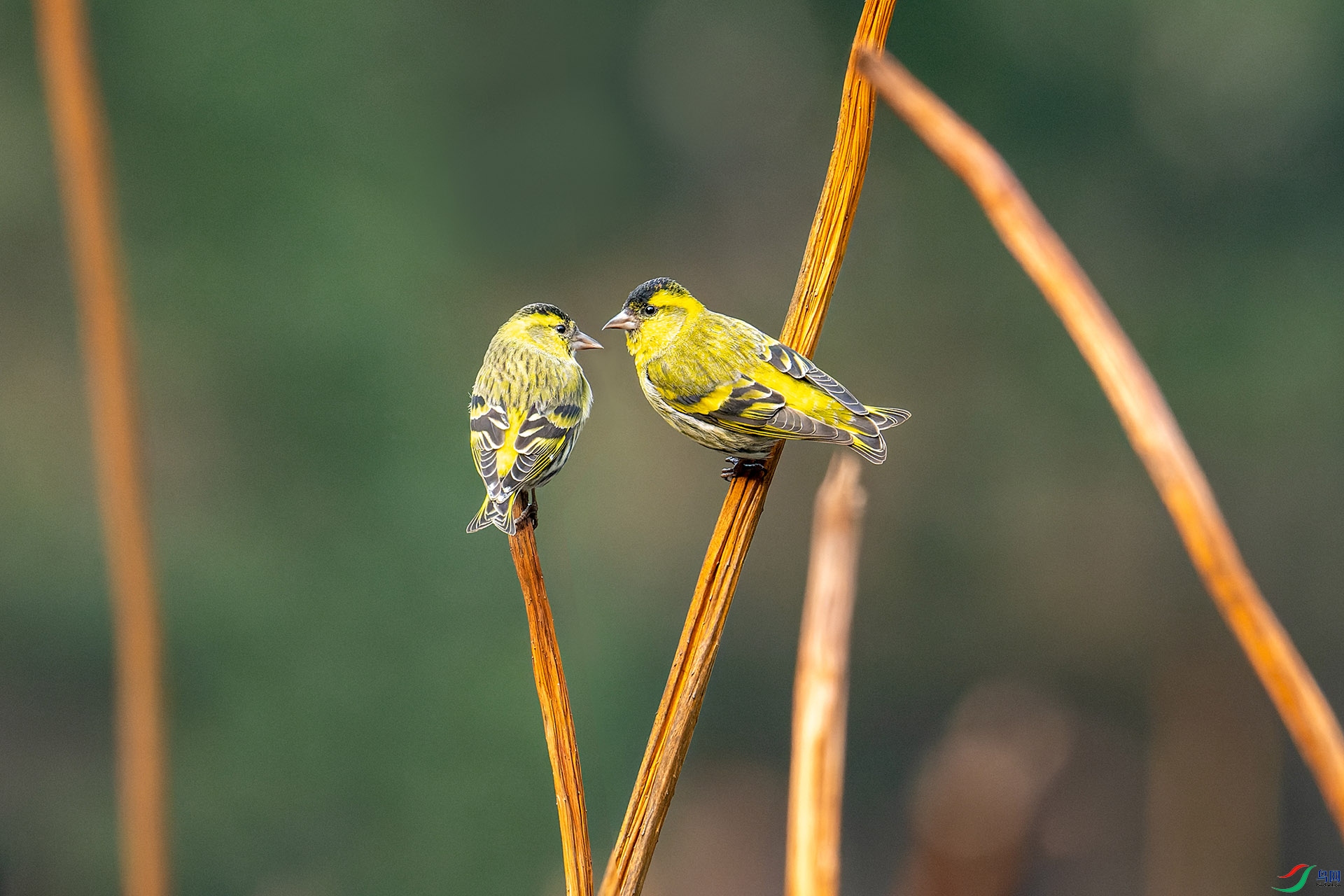 DSC_4944-1.jpg