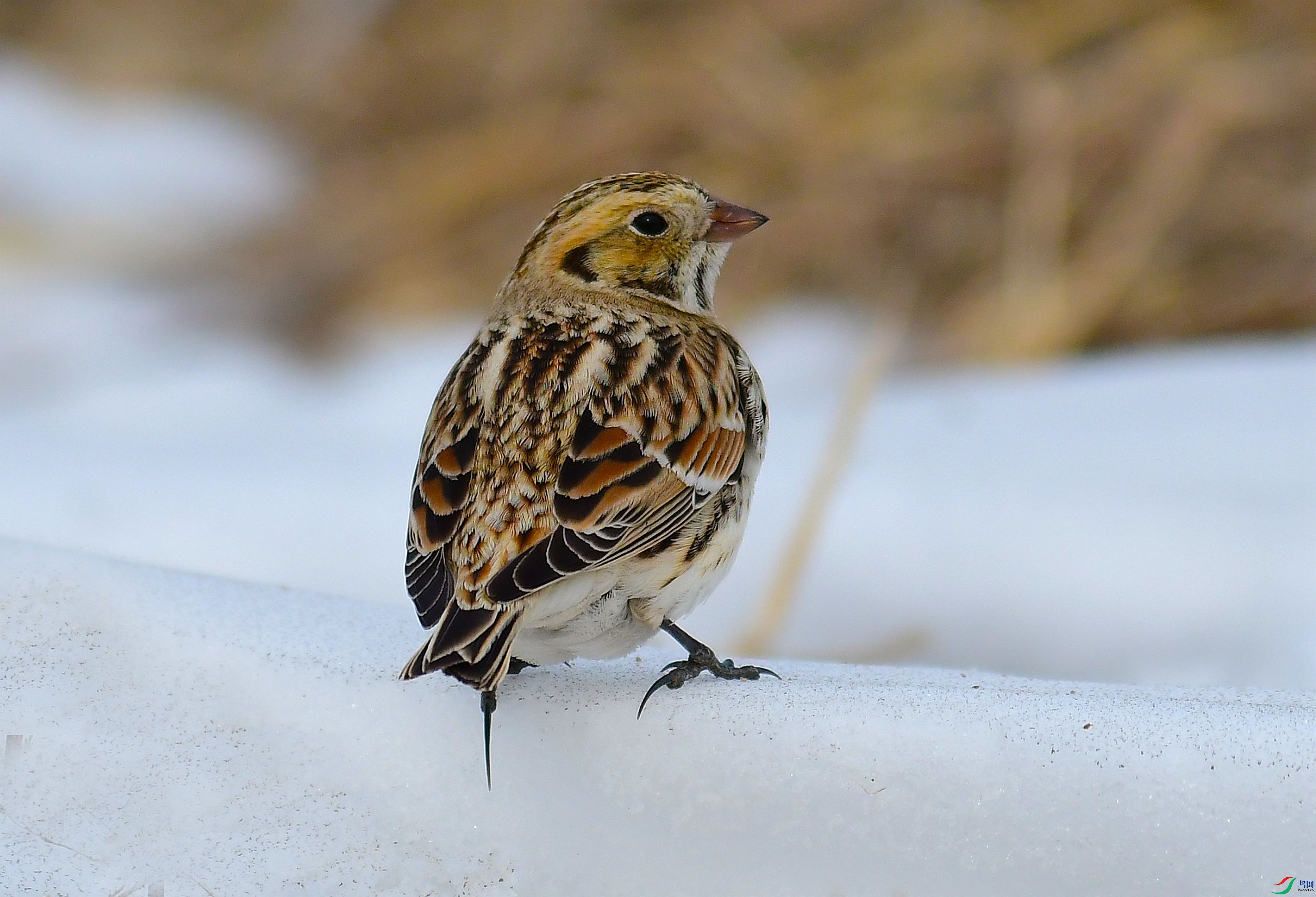 DSC_5319.JPG