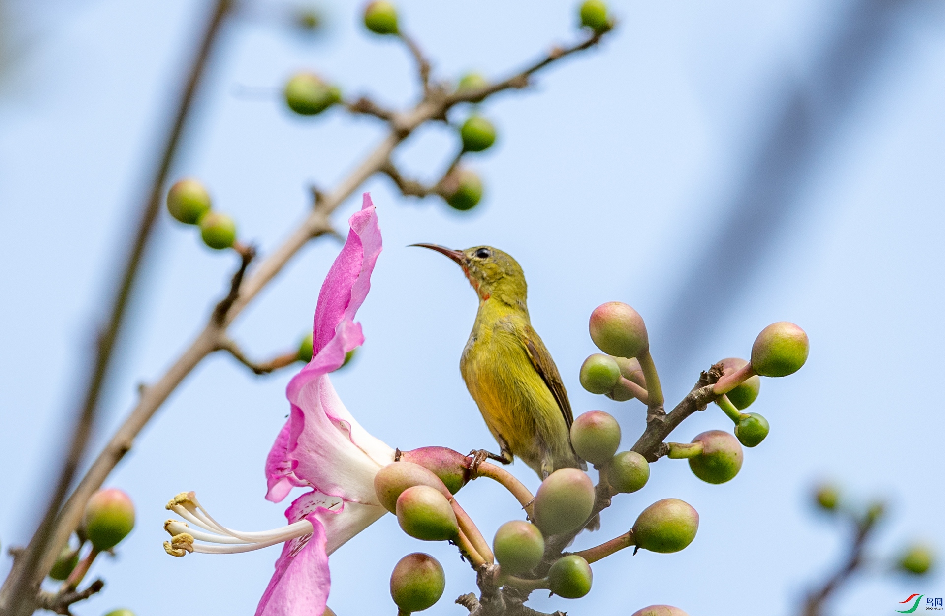 DSC_0442.jpg