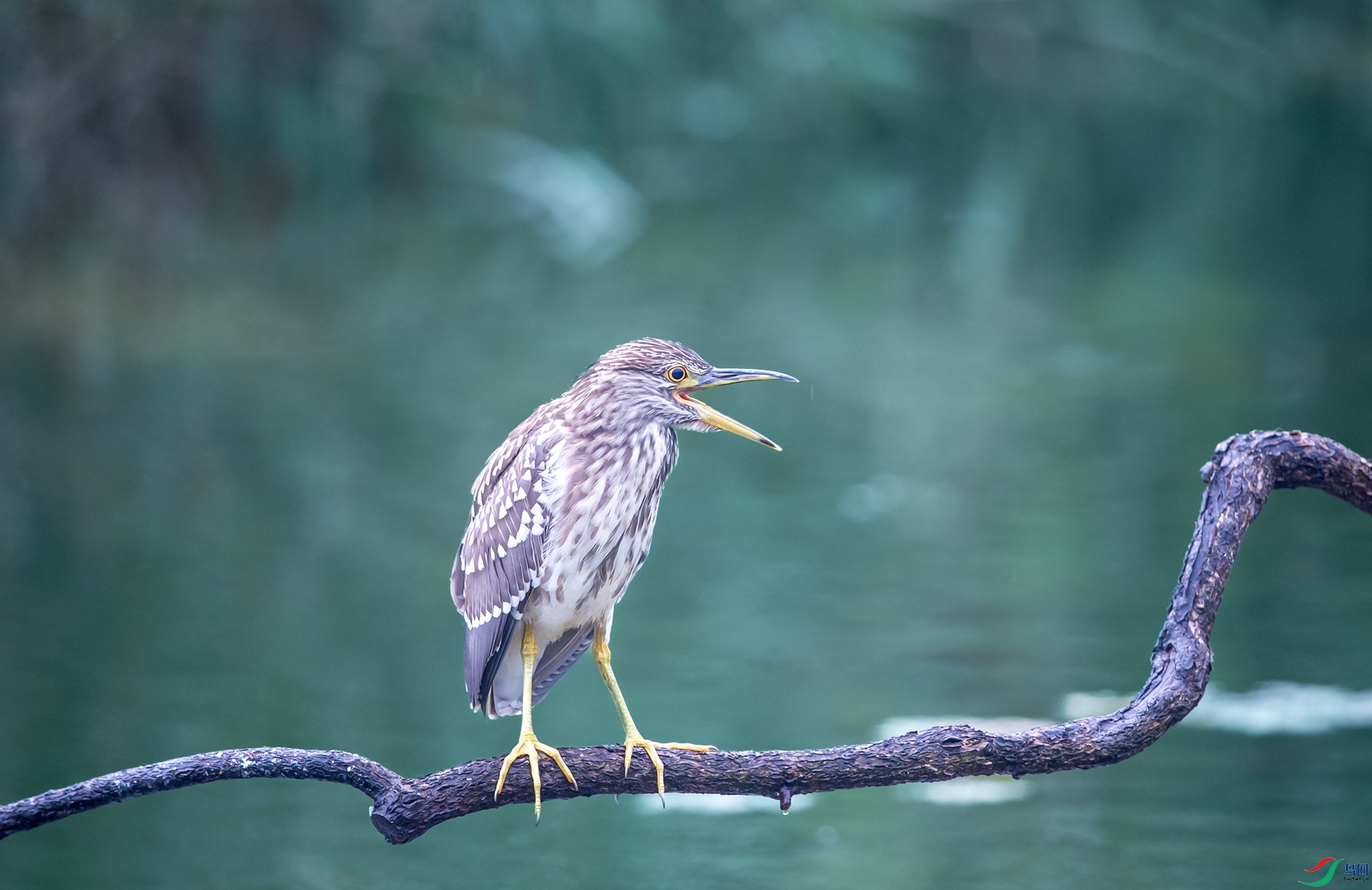 DSC_5597-1.jpg