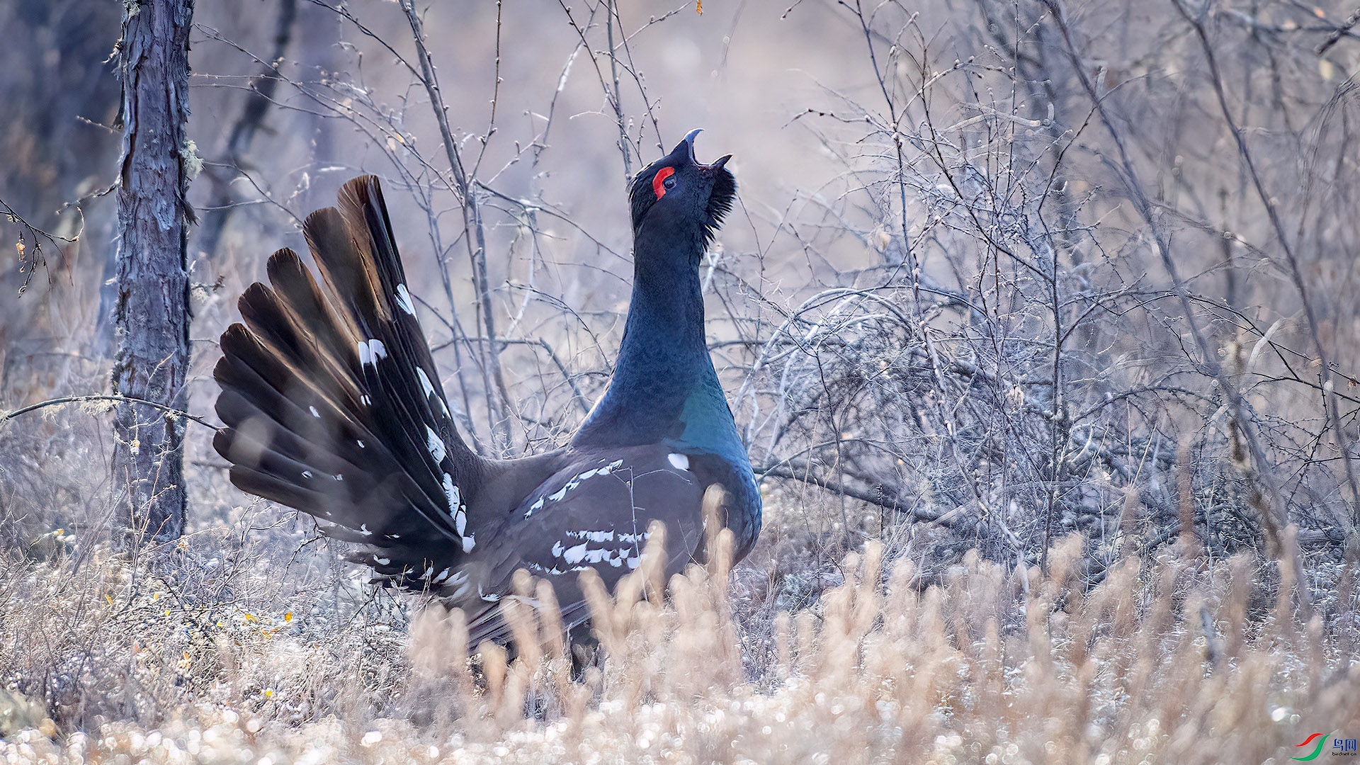 DSC_72nn97.jpg