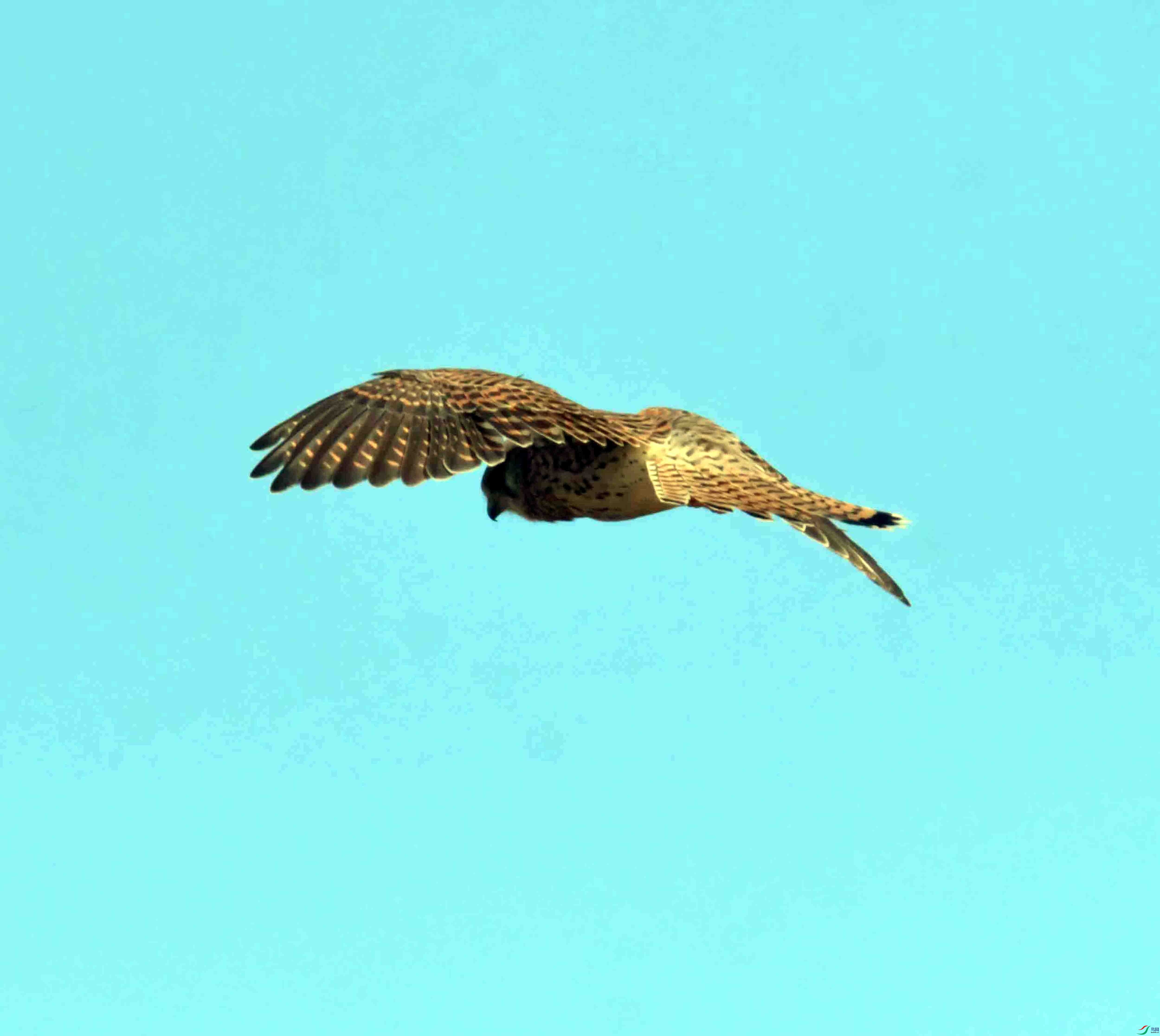 DSC_3106.JPG