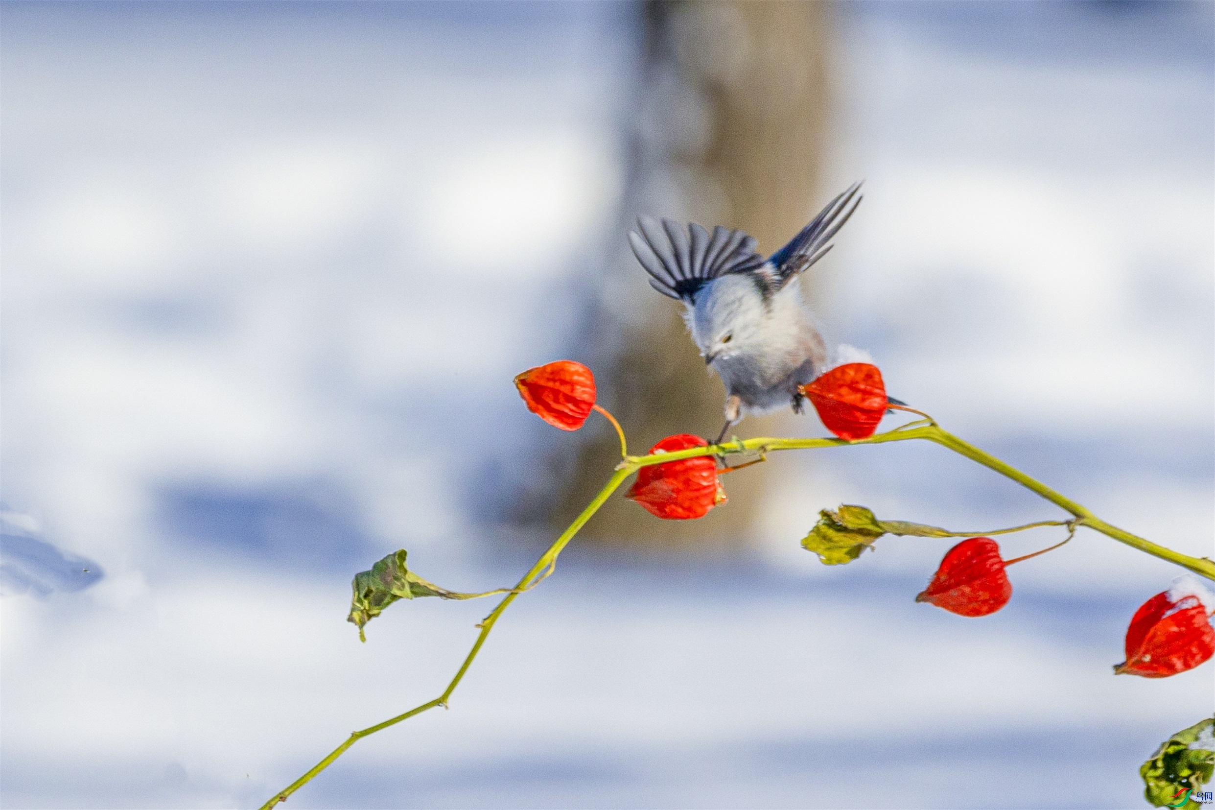 1K3A6931 ����1.jpg