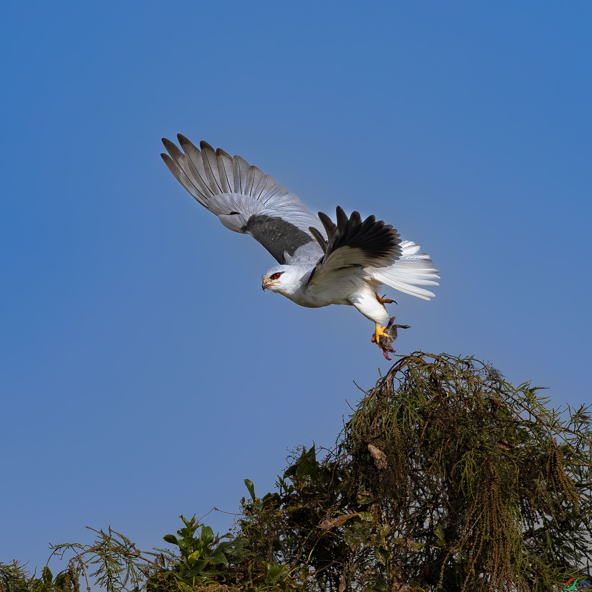 �ڳ���ë�����ȥι��