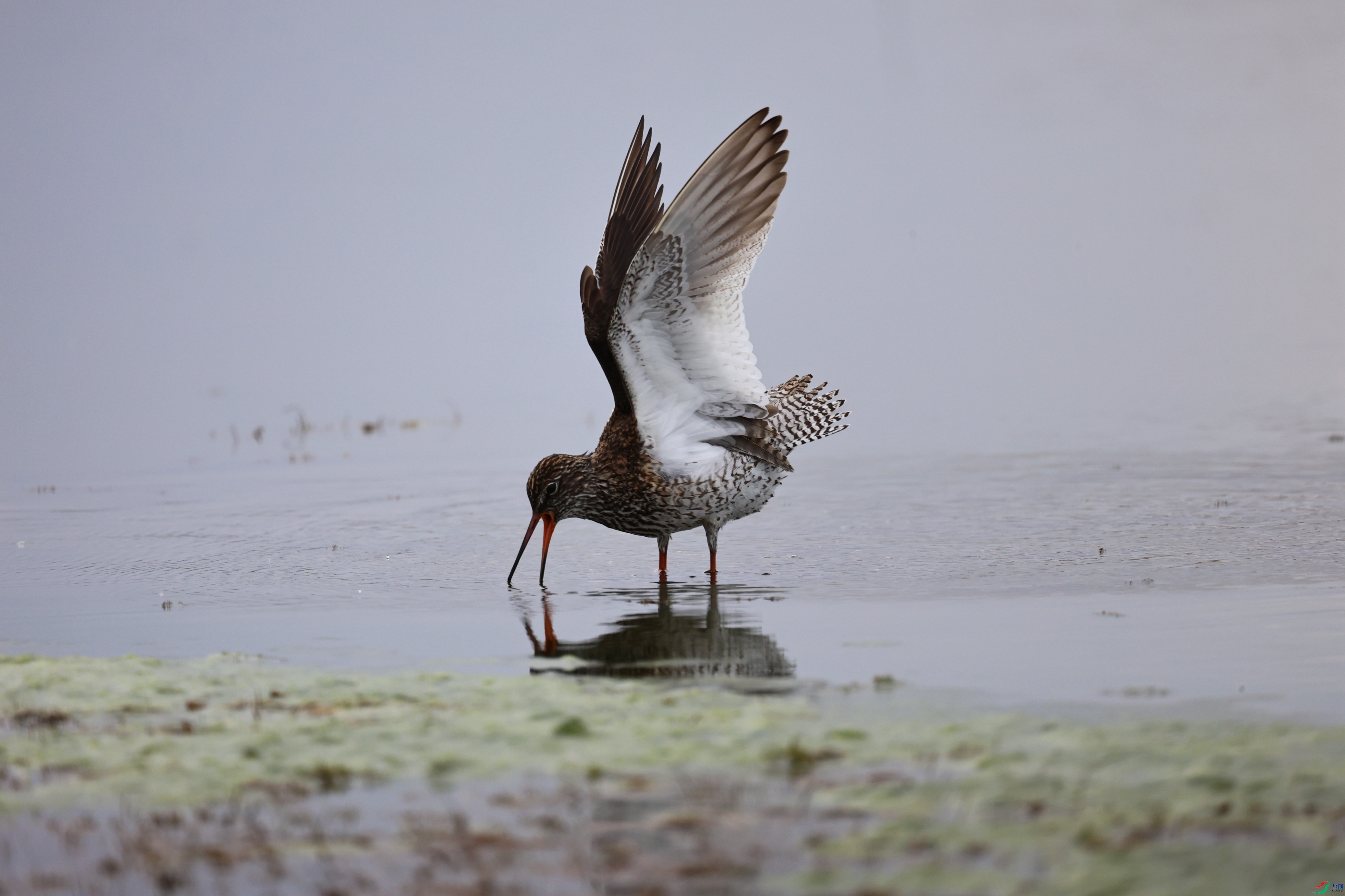 7X5A7478 - ���� (5).JPG