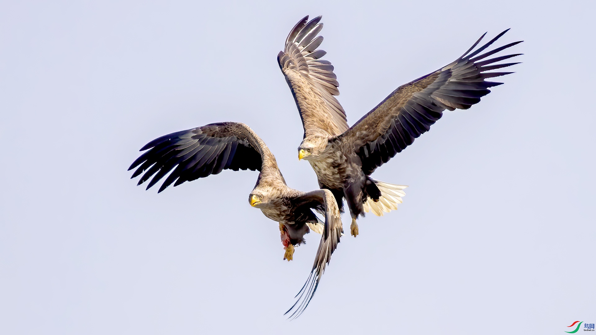 DSC_41cc76.jpg