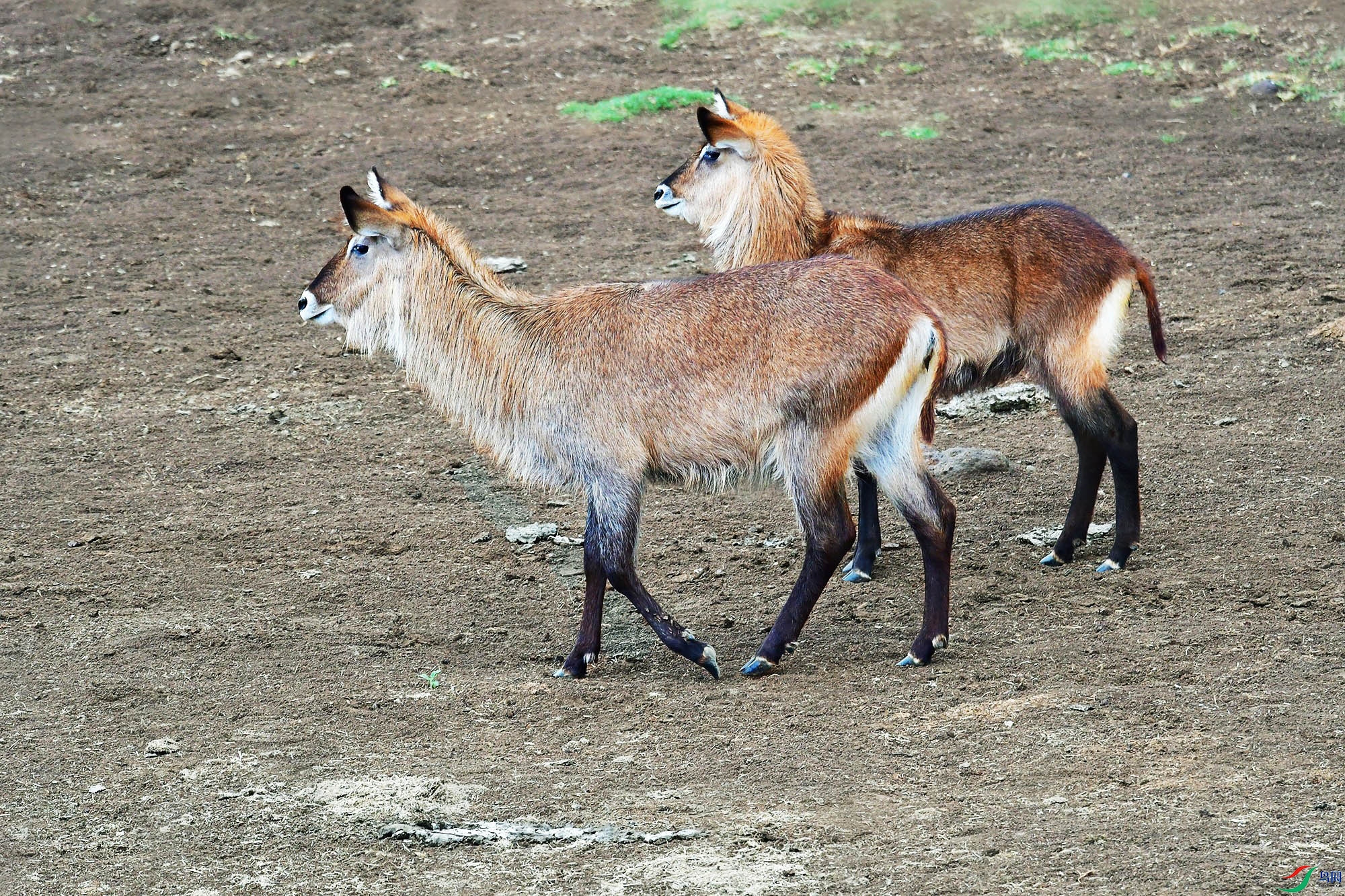 DSC_0374_conew1.jpg