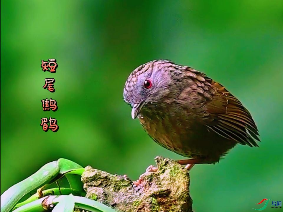 ��β����