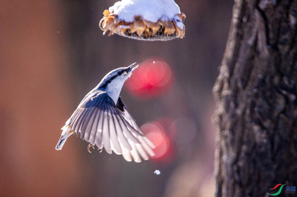 DSC_3526 ����_����.jpg