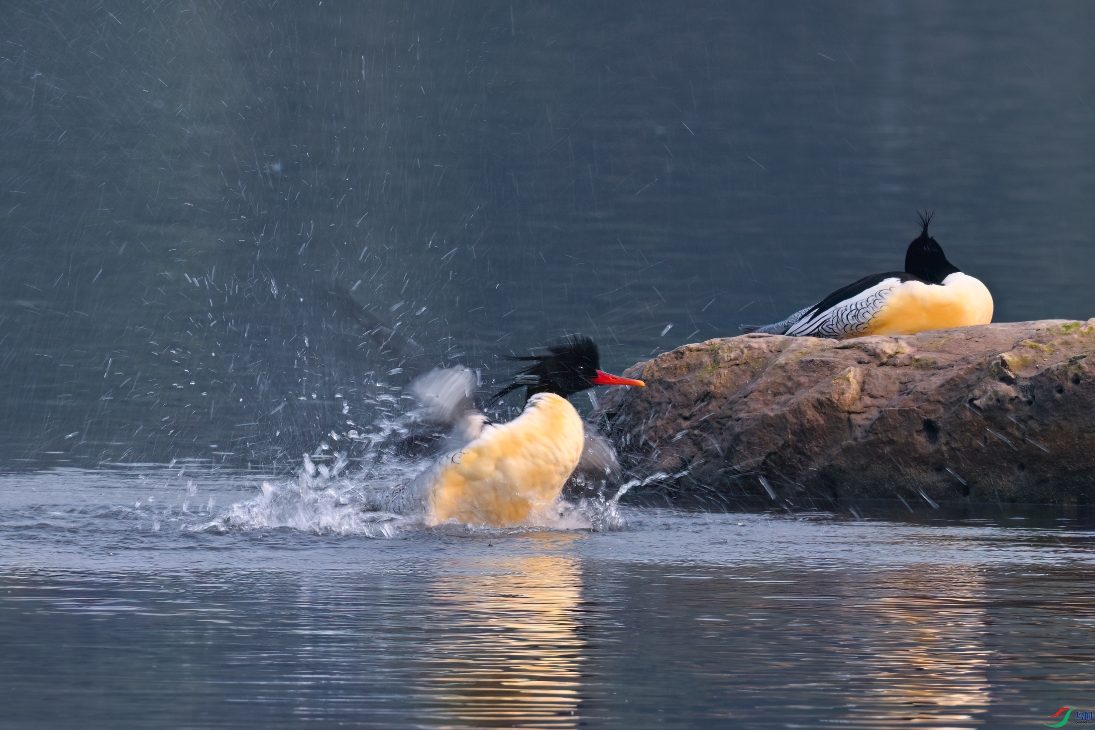 _DSC3633x.jpg