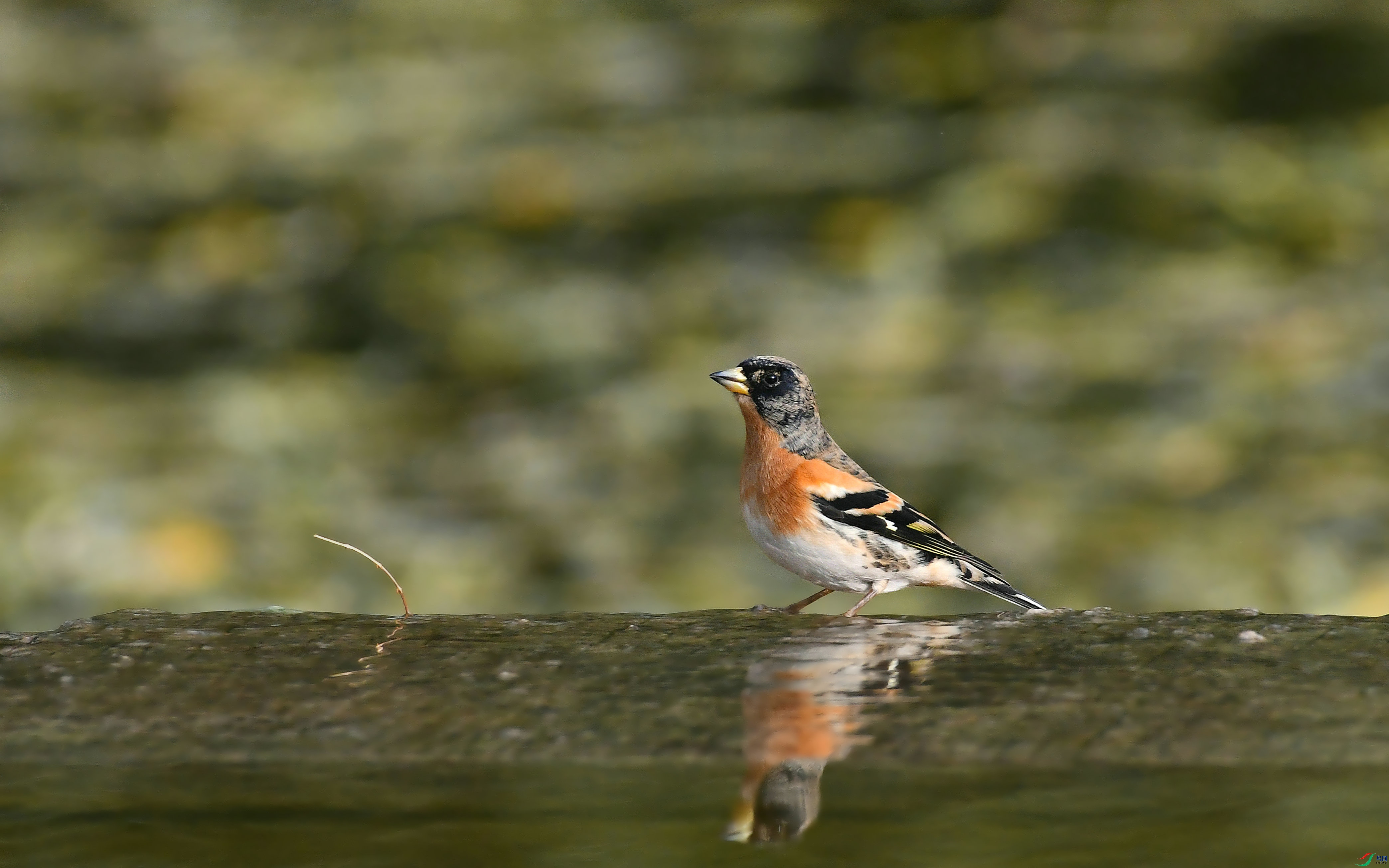 DSC_8383.JPG