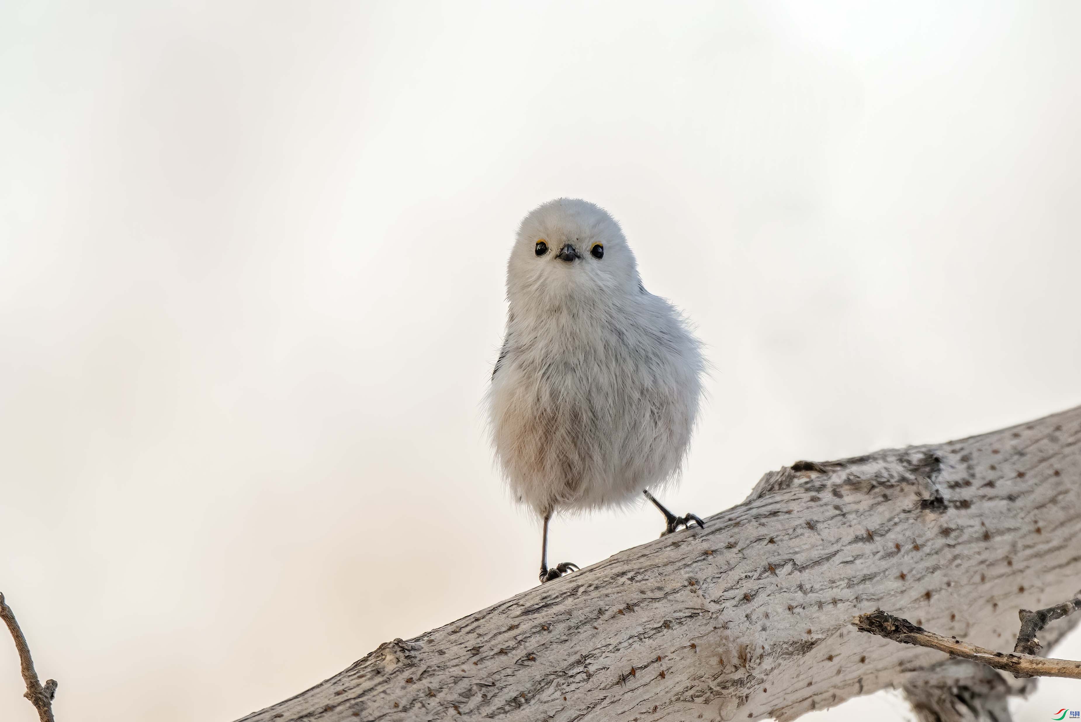 DSC_7695 ����.jpg