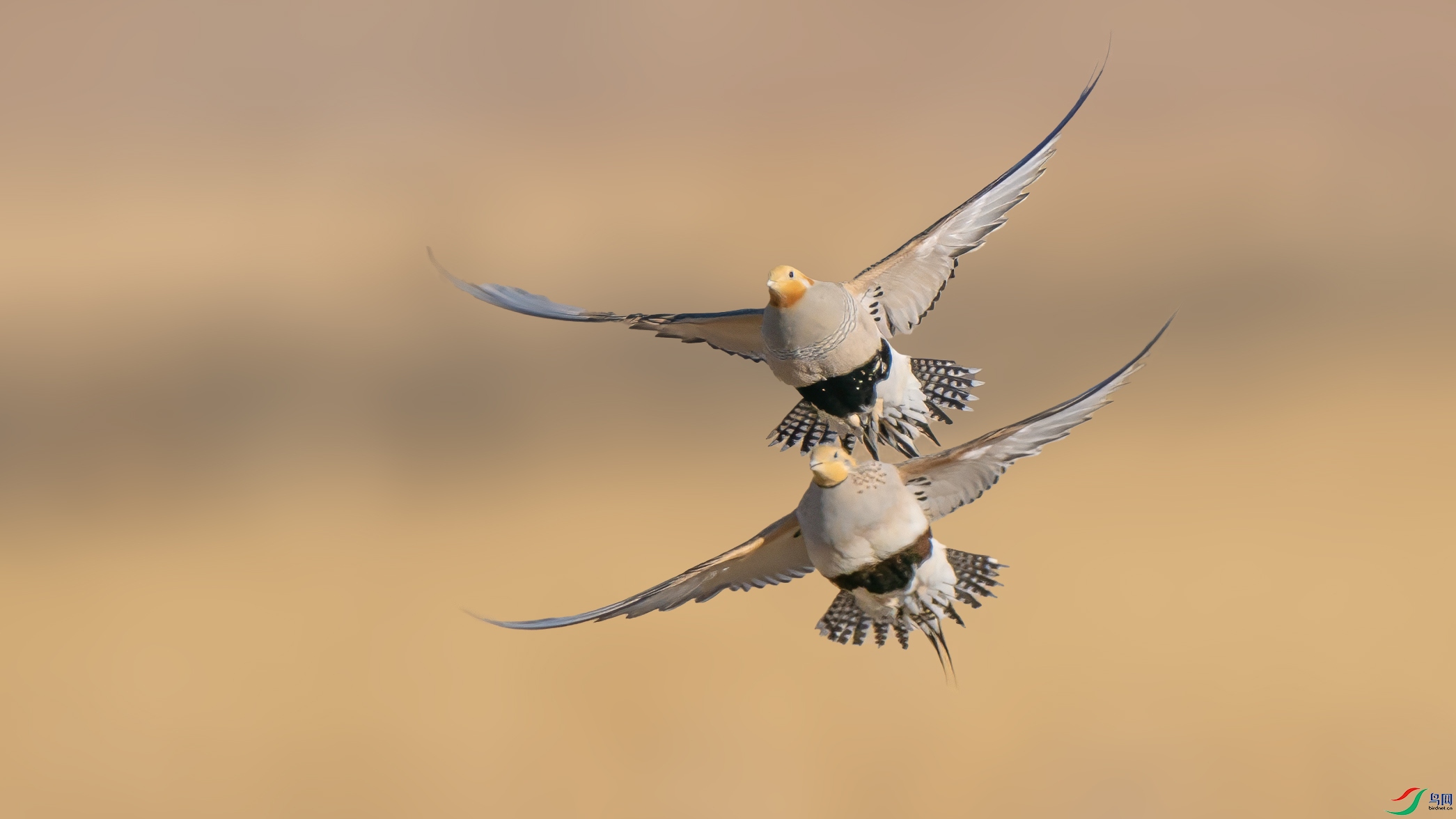 DSC06465 ����.jpg