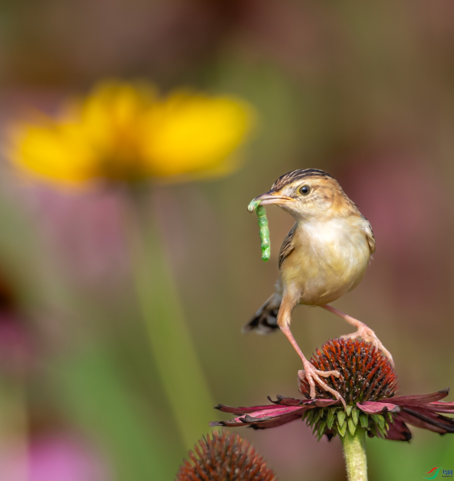 DSC_5375-1.jpg