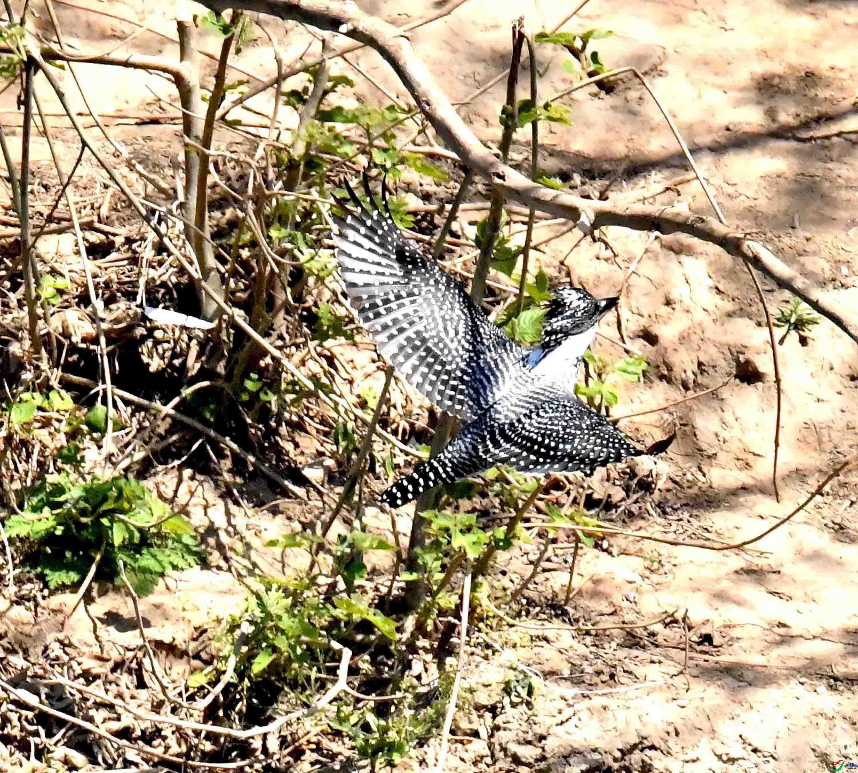 DSC_7876.JPG