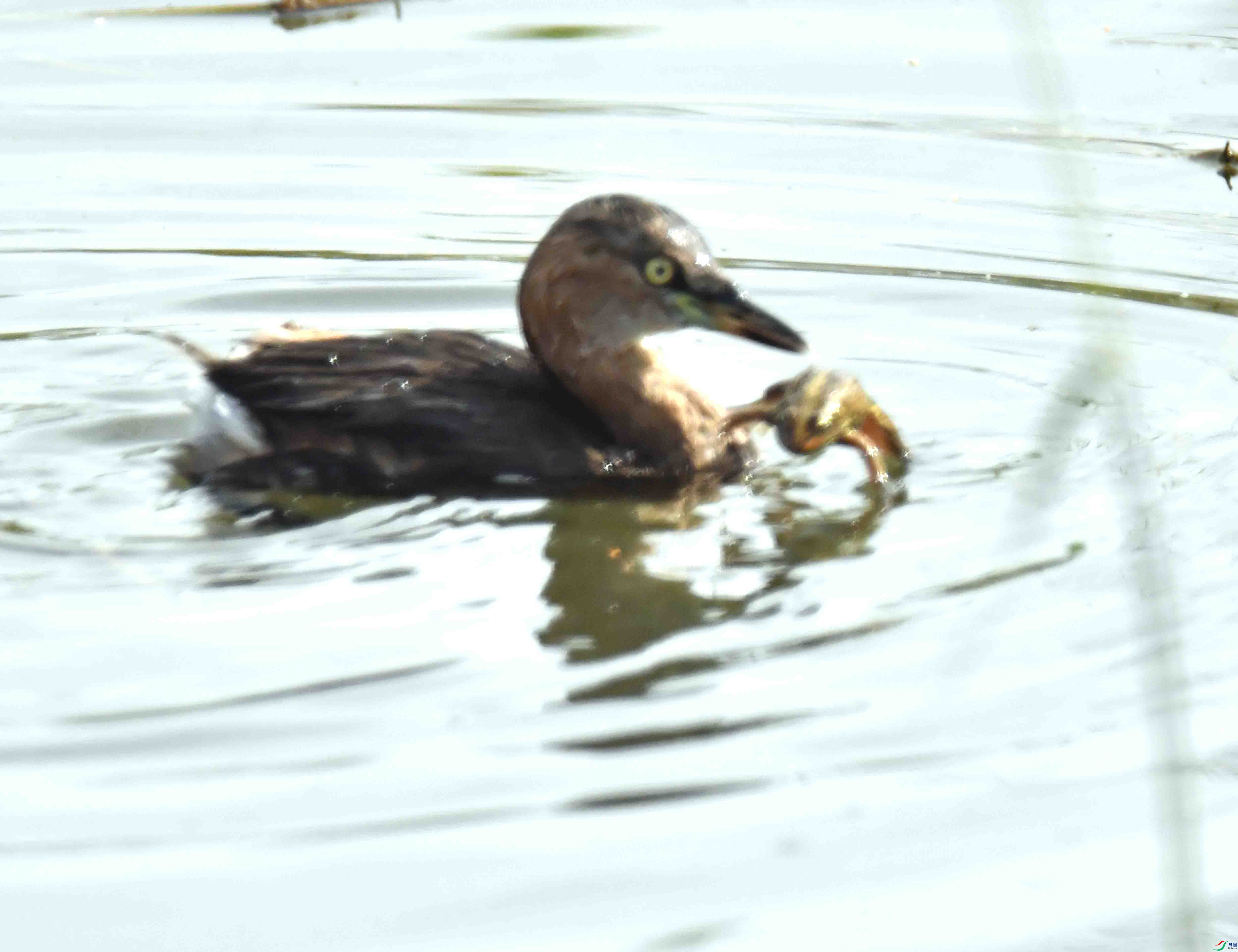 DSC_8823.JPG