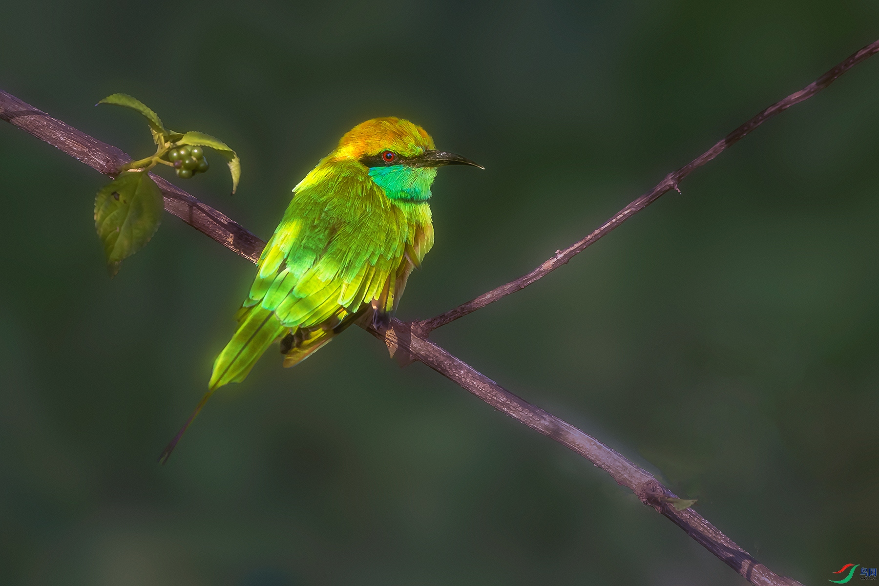 �̺��仢----�����¶����