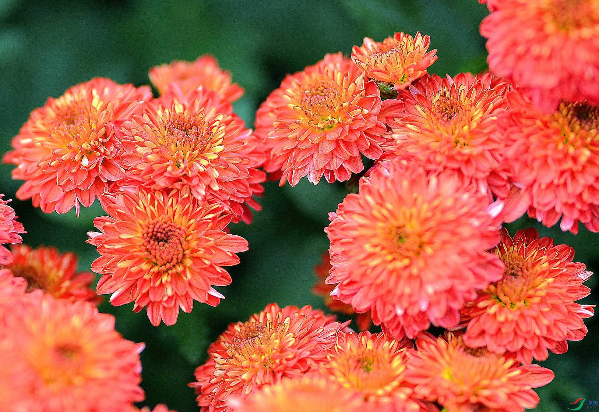 DSC_2862.JPG