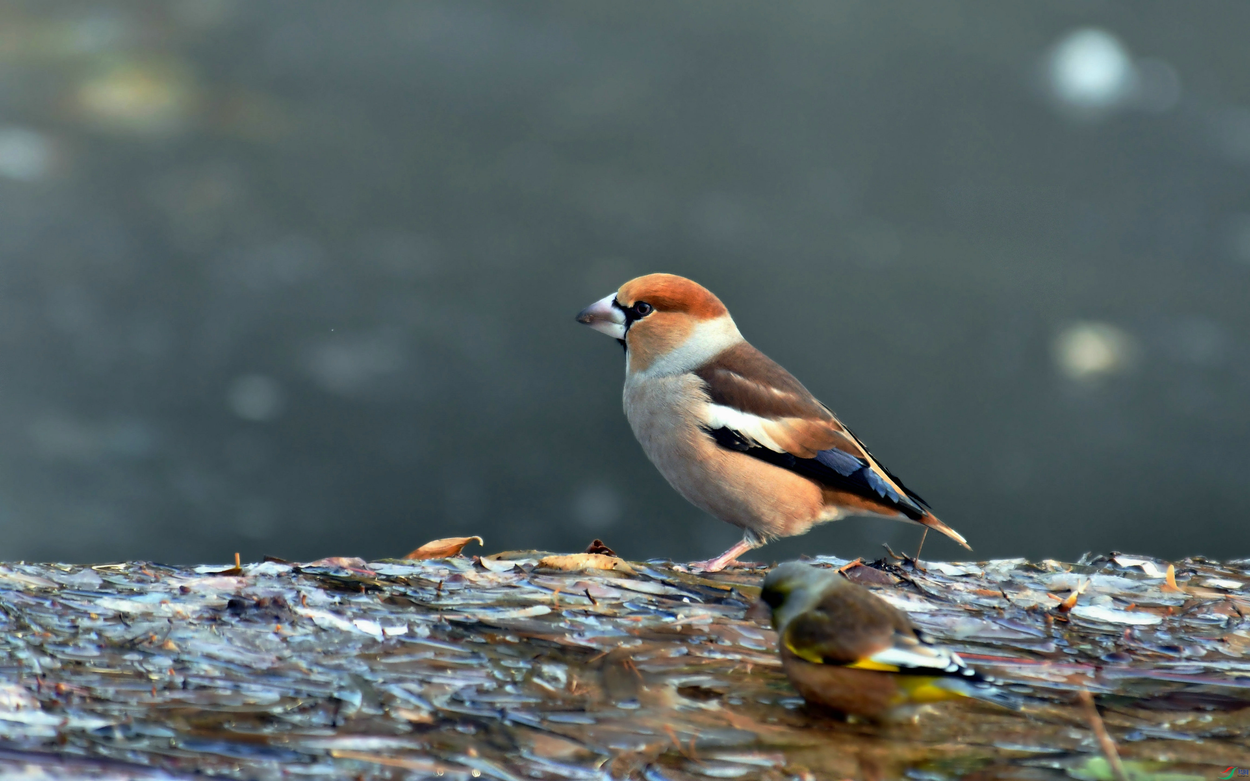 DSC_0065.JPG