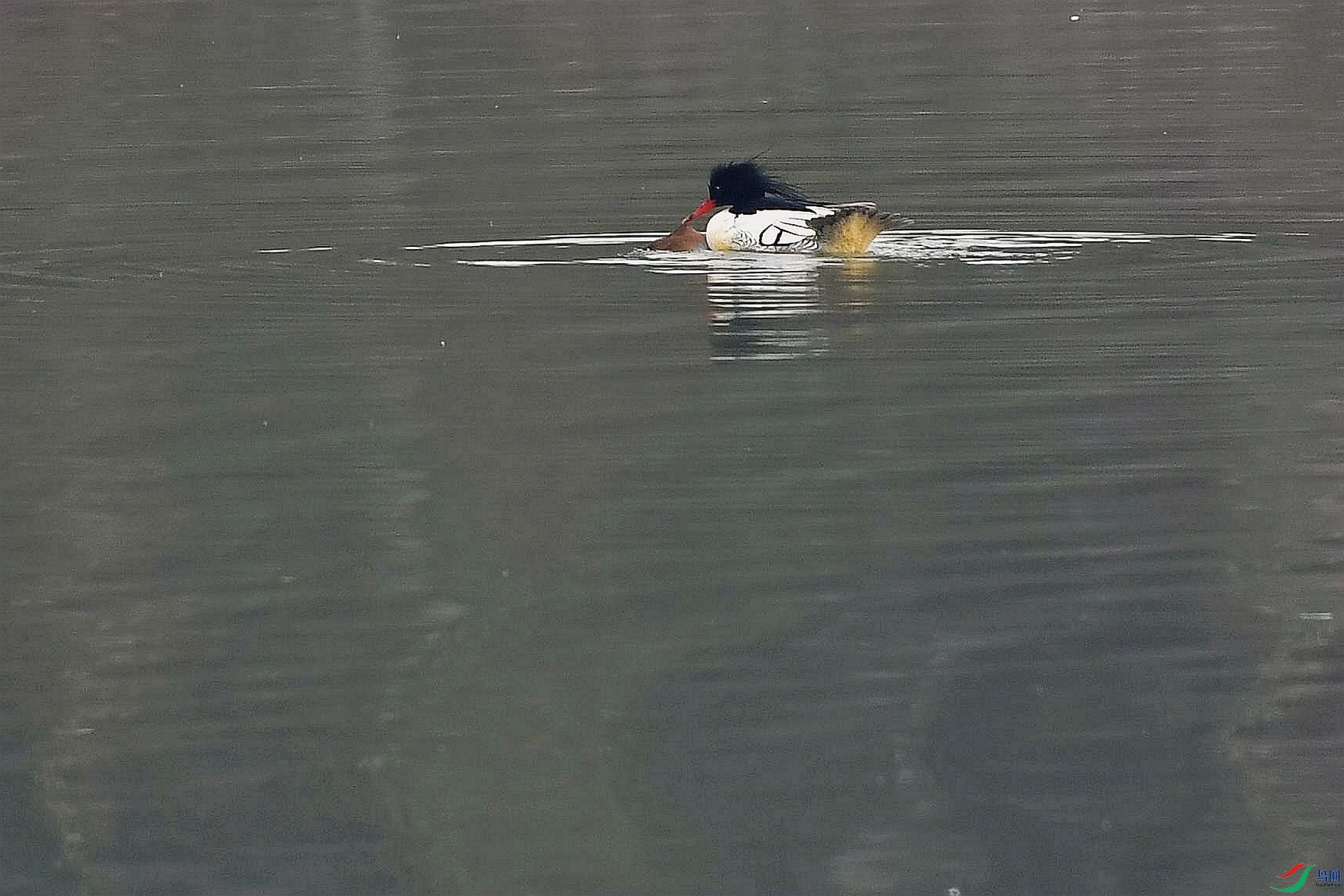 DSC_3651_����.jpg
