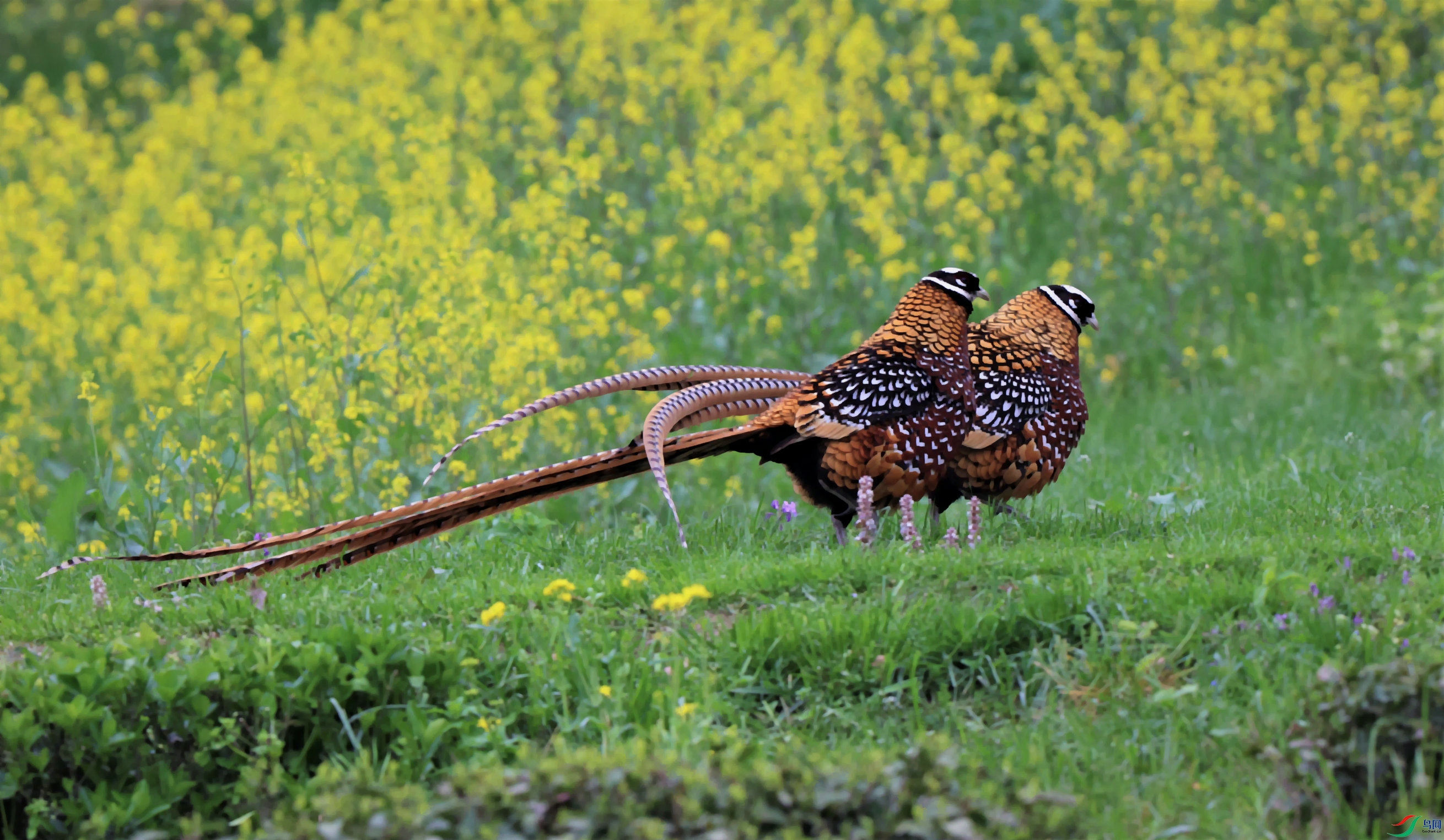 �׾���β��  2023-04-28-01  ������ˮ 3A2096 (2).jpg