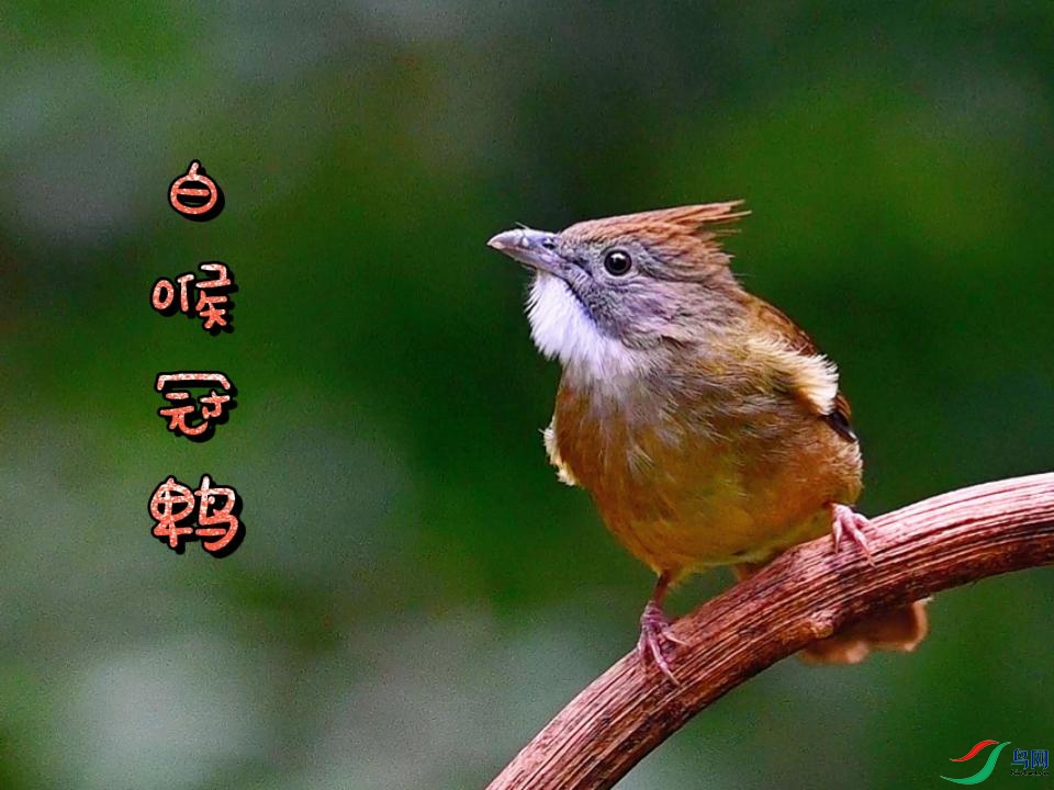 �׺�����