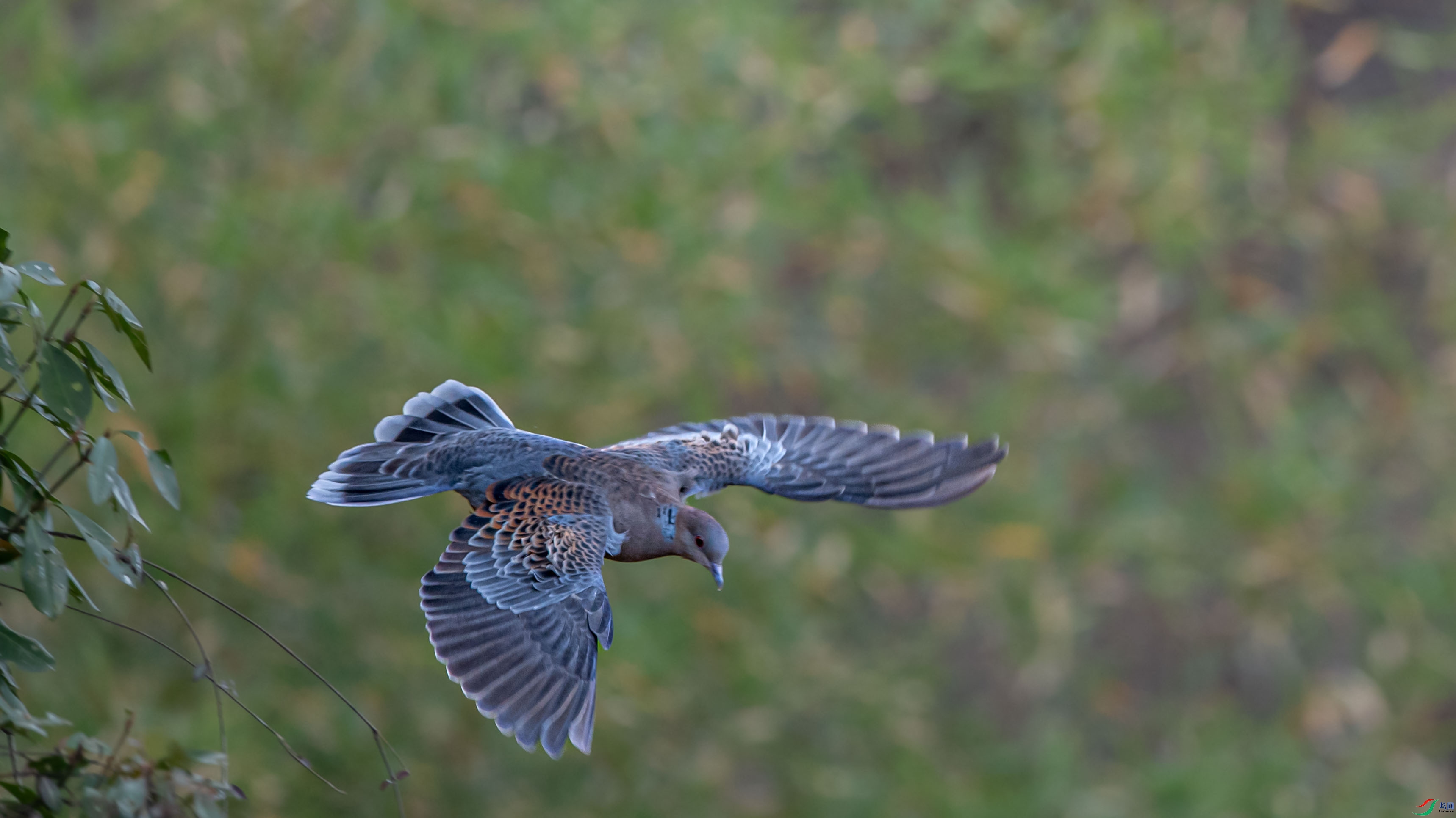 DSC_0227.jpg