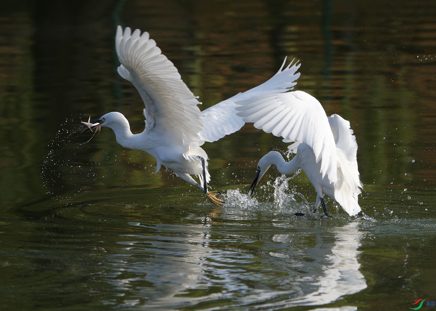 DSC_7512.jpg