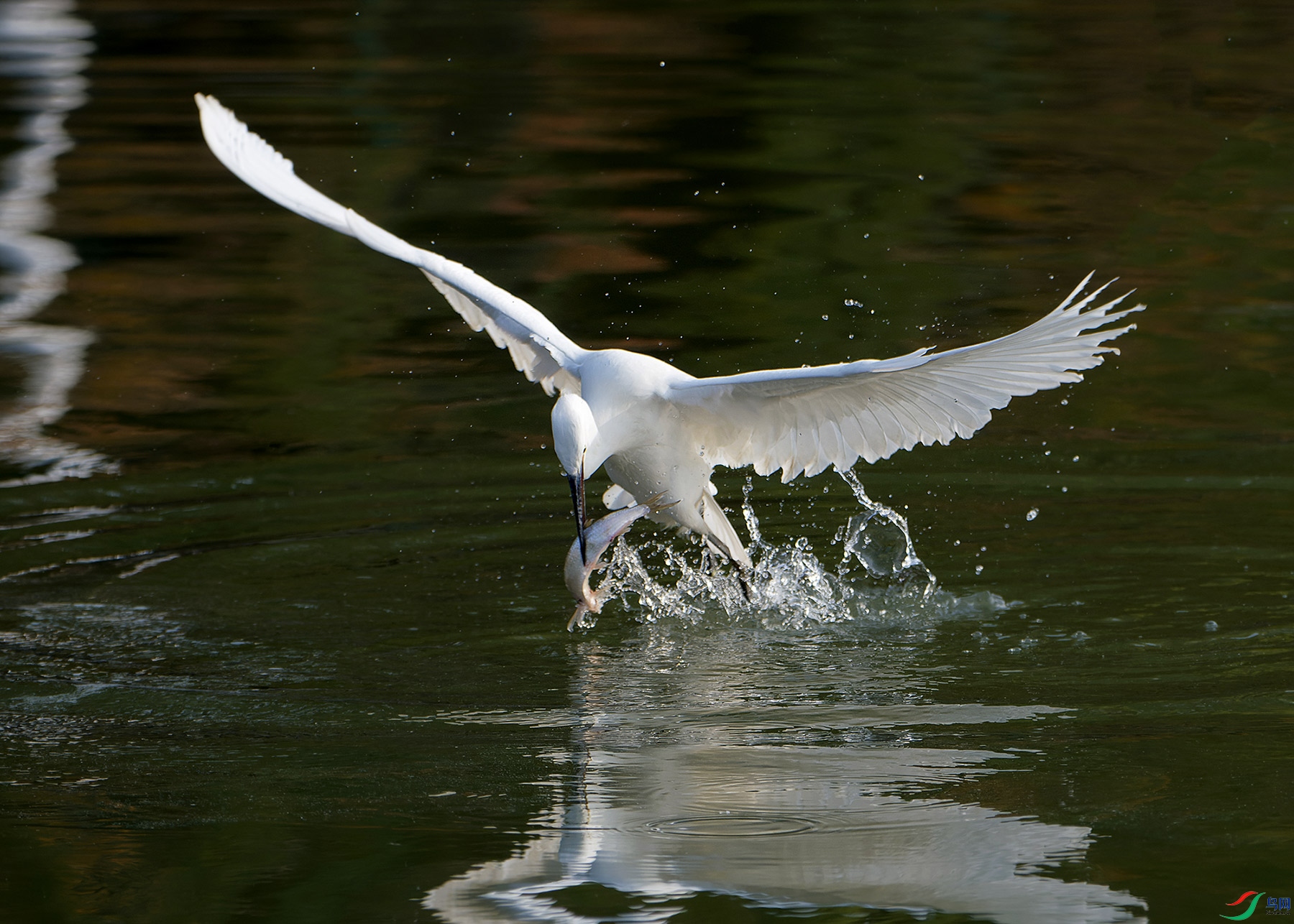 DSC_7594.jpg