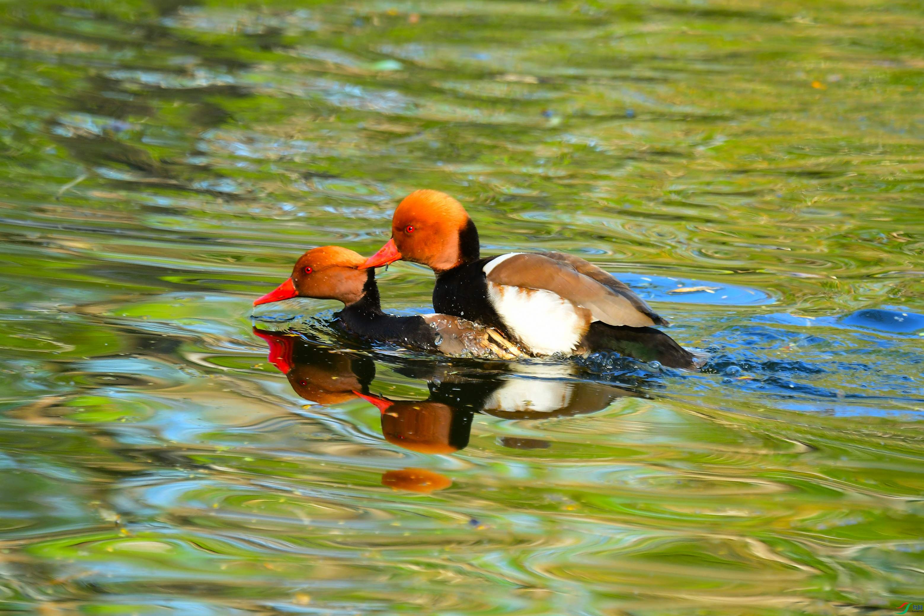 DSC_9435.JPG