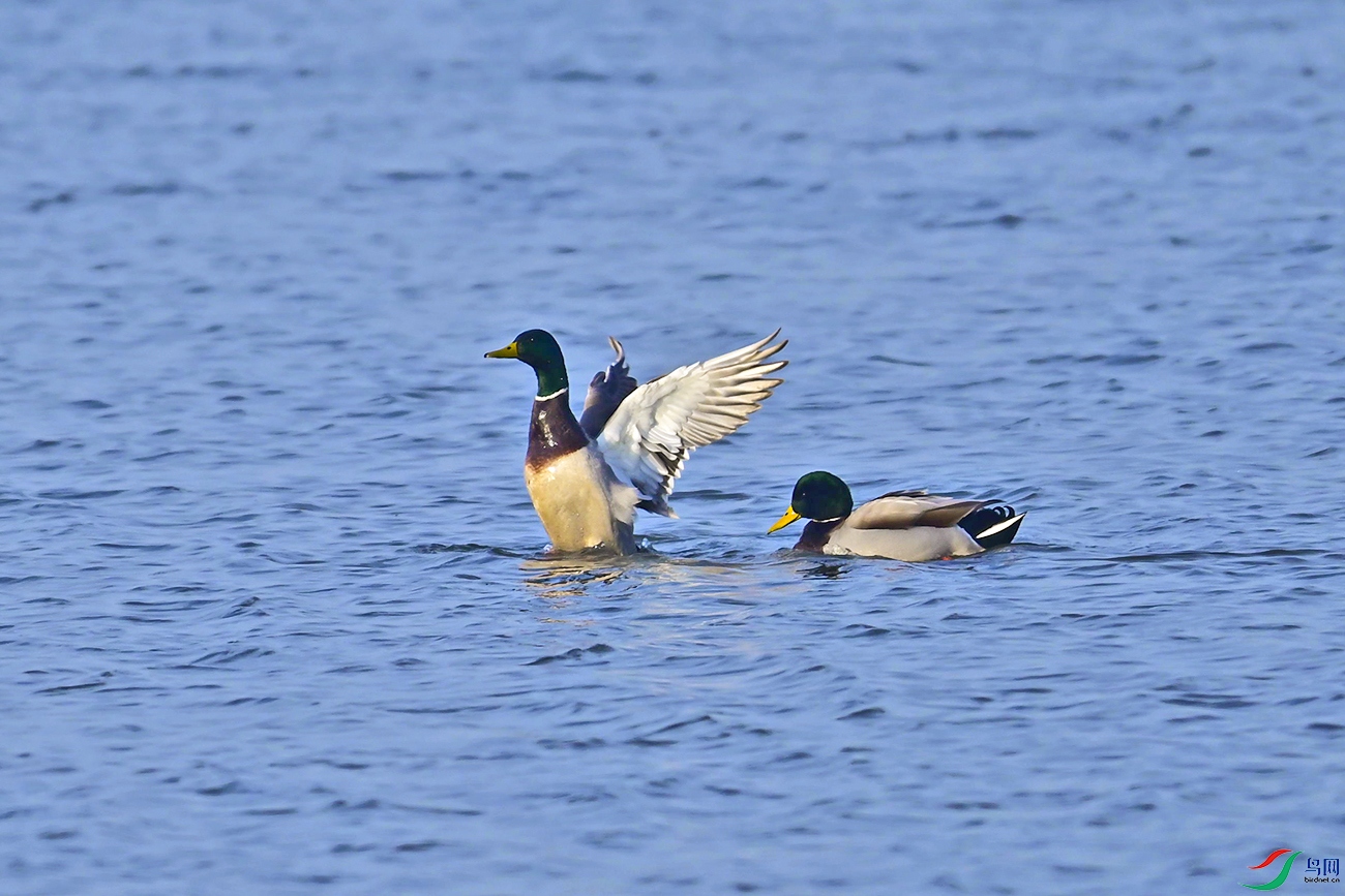 _DSC6014f.jpg