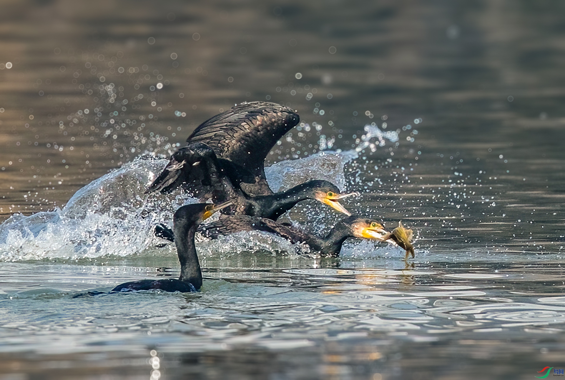 DSC_7759 ����_���� ����.jpg