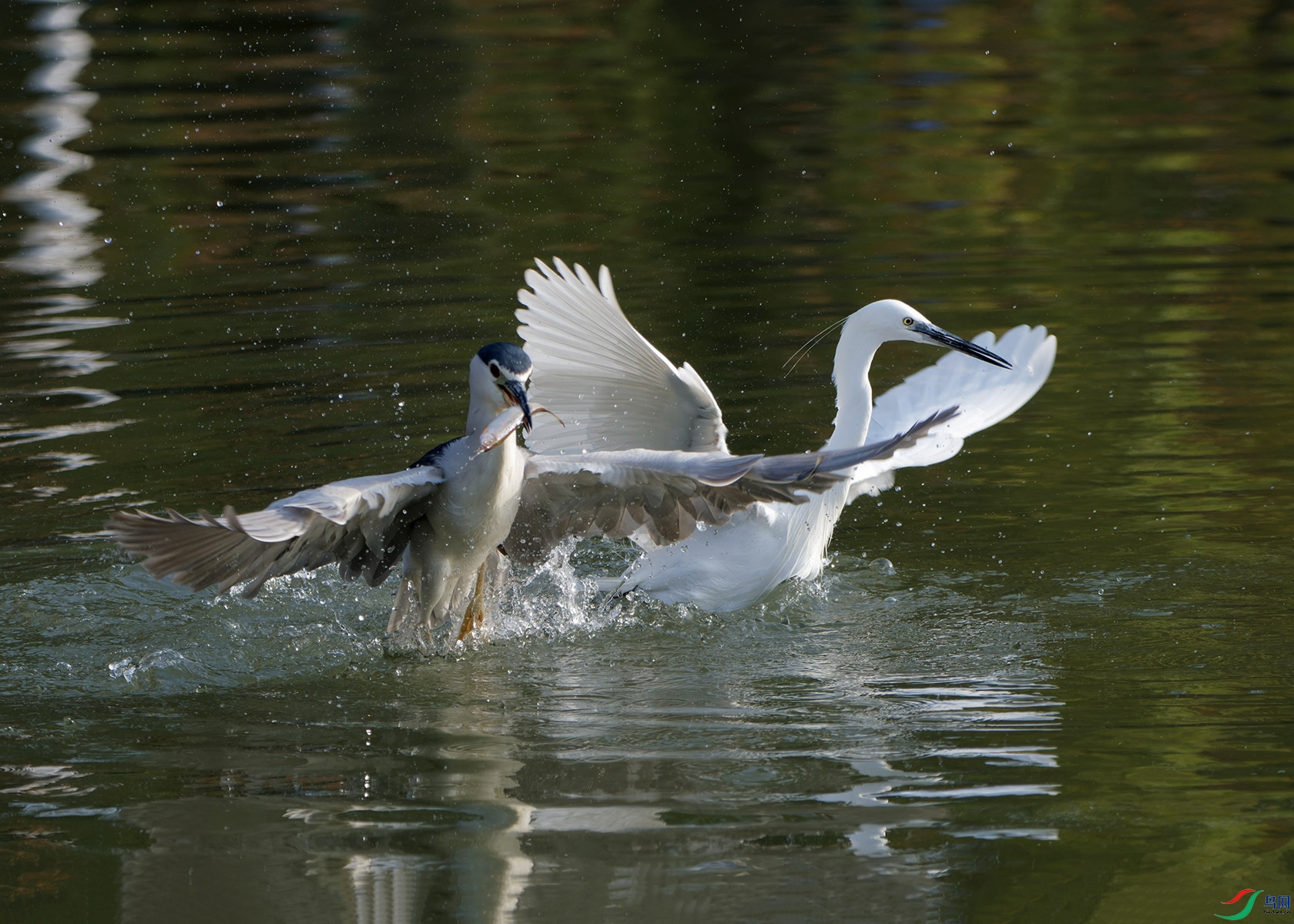 DSC_7823.jpg