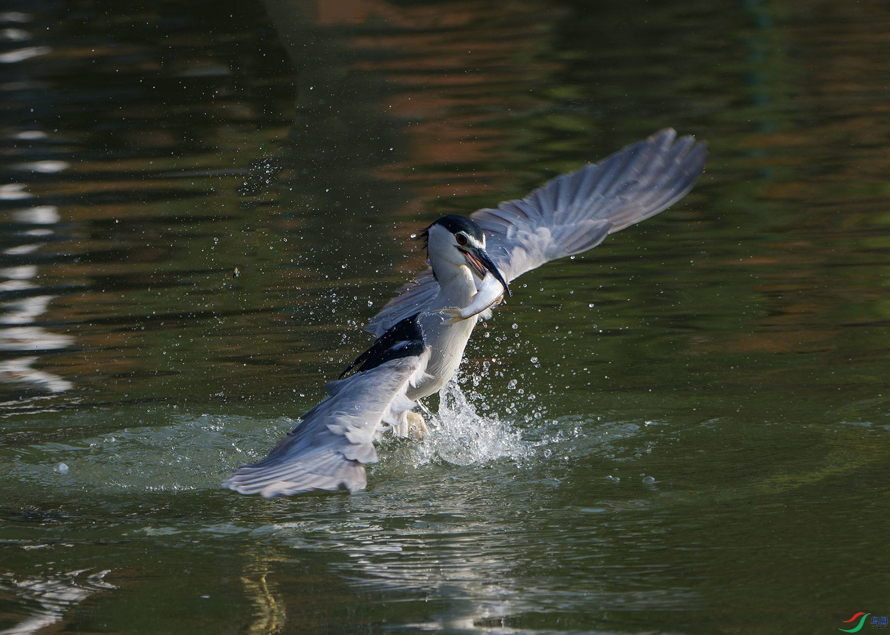 DSC_7843.jpg