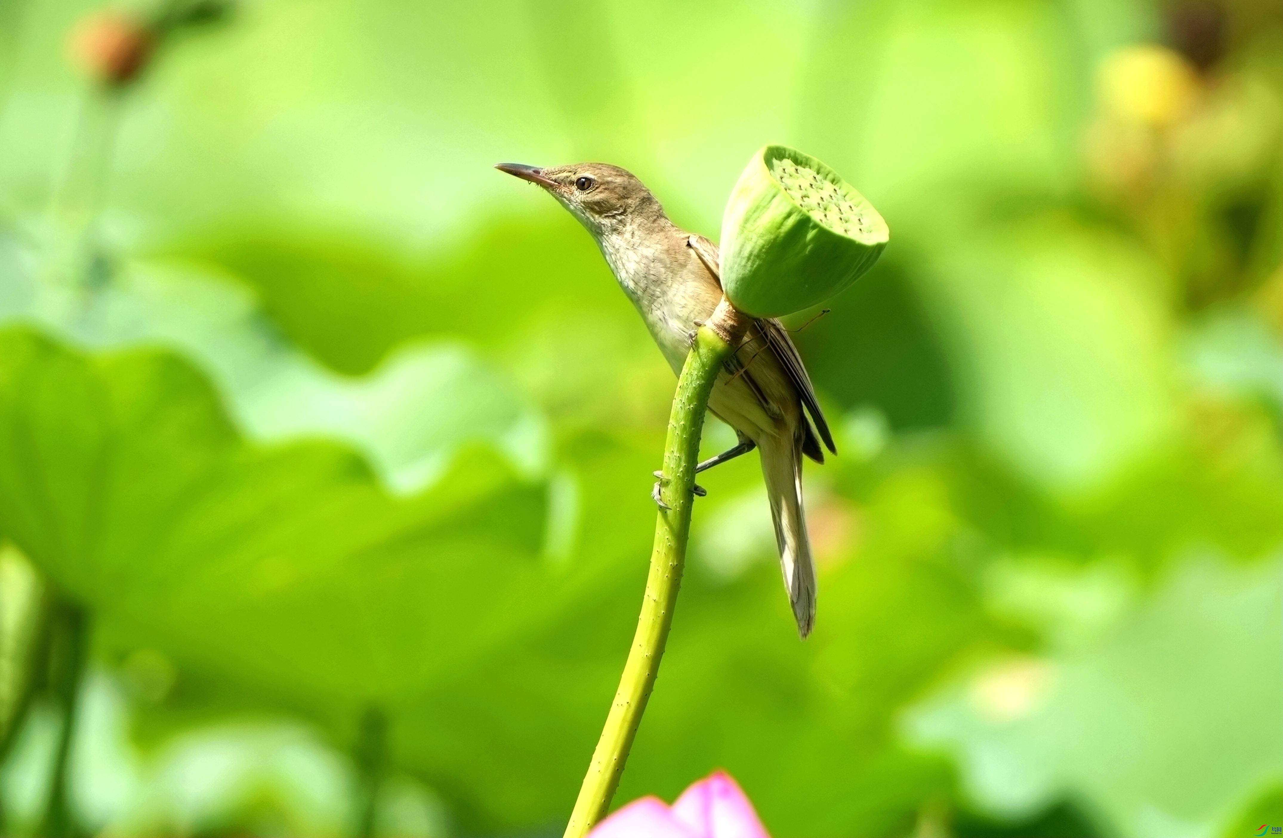 �����ľ���έݺDSC09847_����.jpg