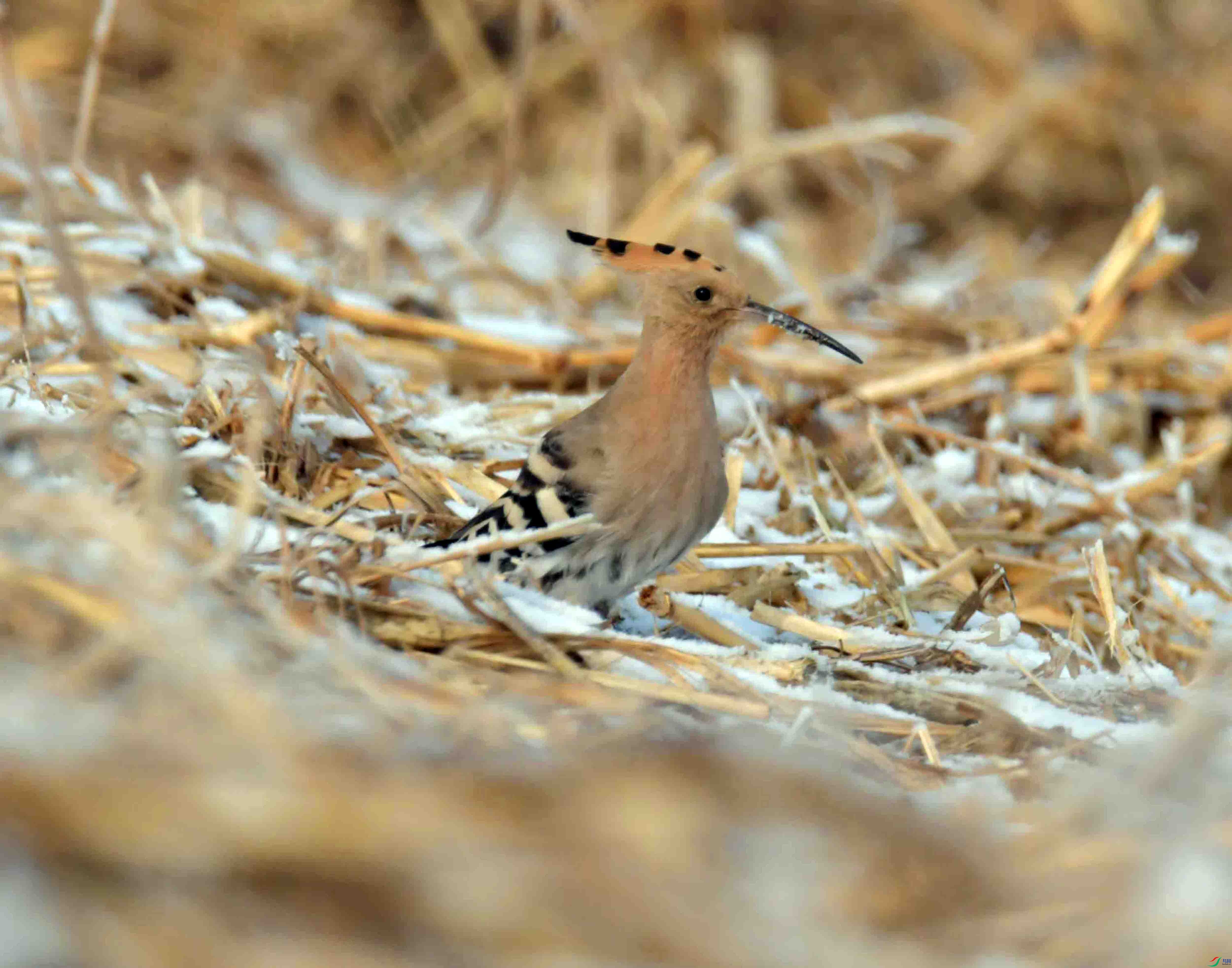 DSC_5318.JPG