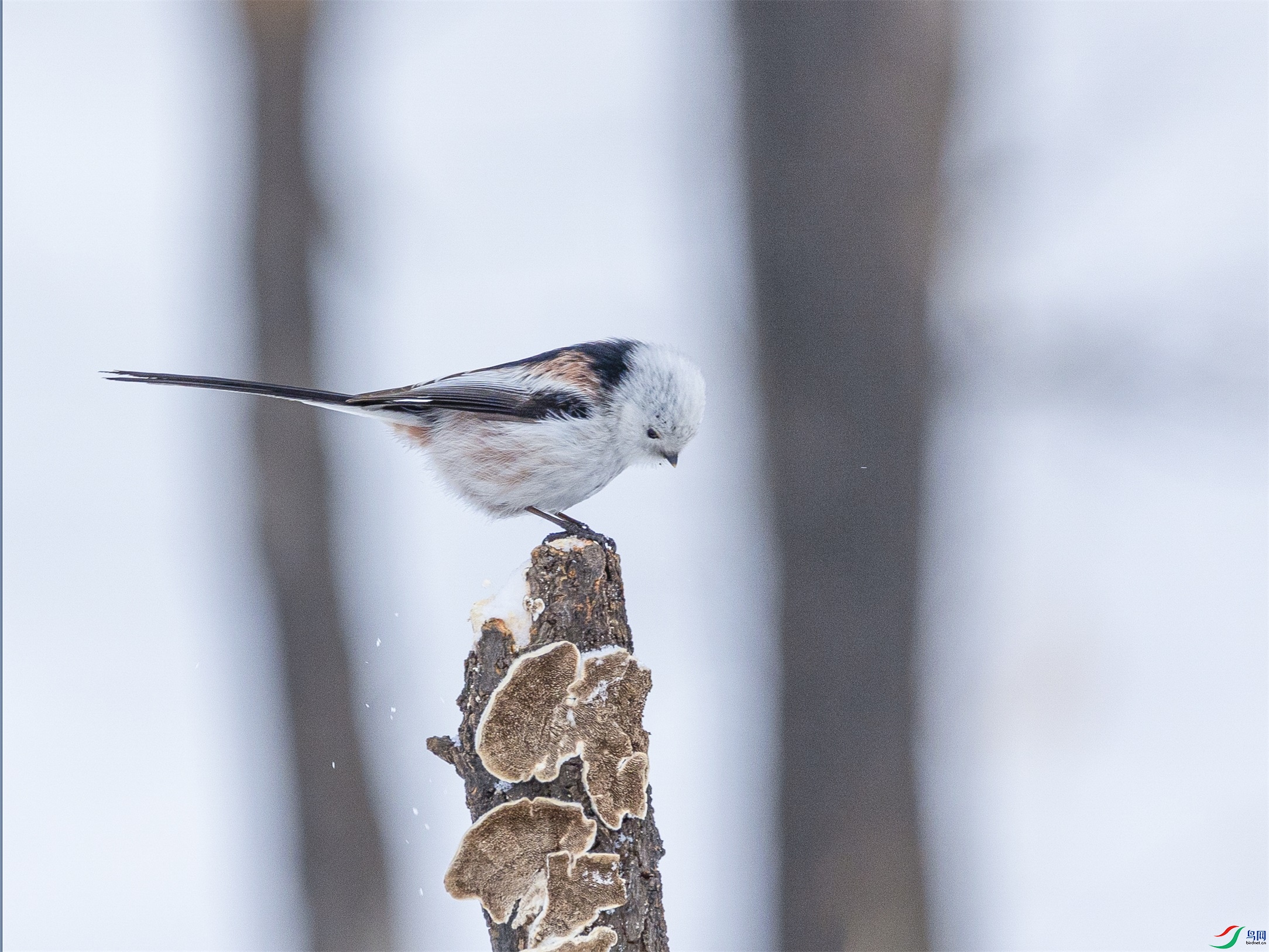 1K3A0651 ����1.jpg