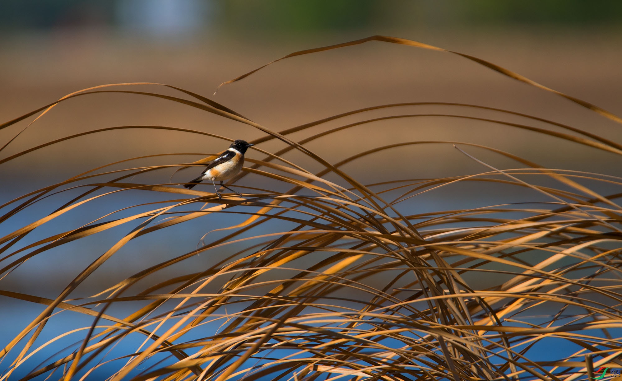 DSC_1637.jpg