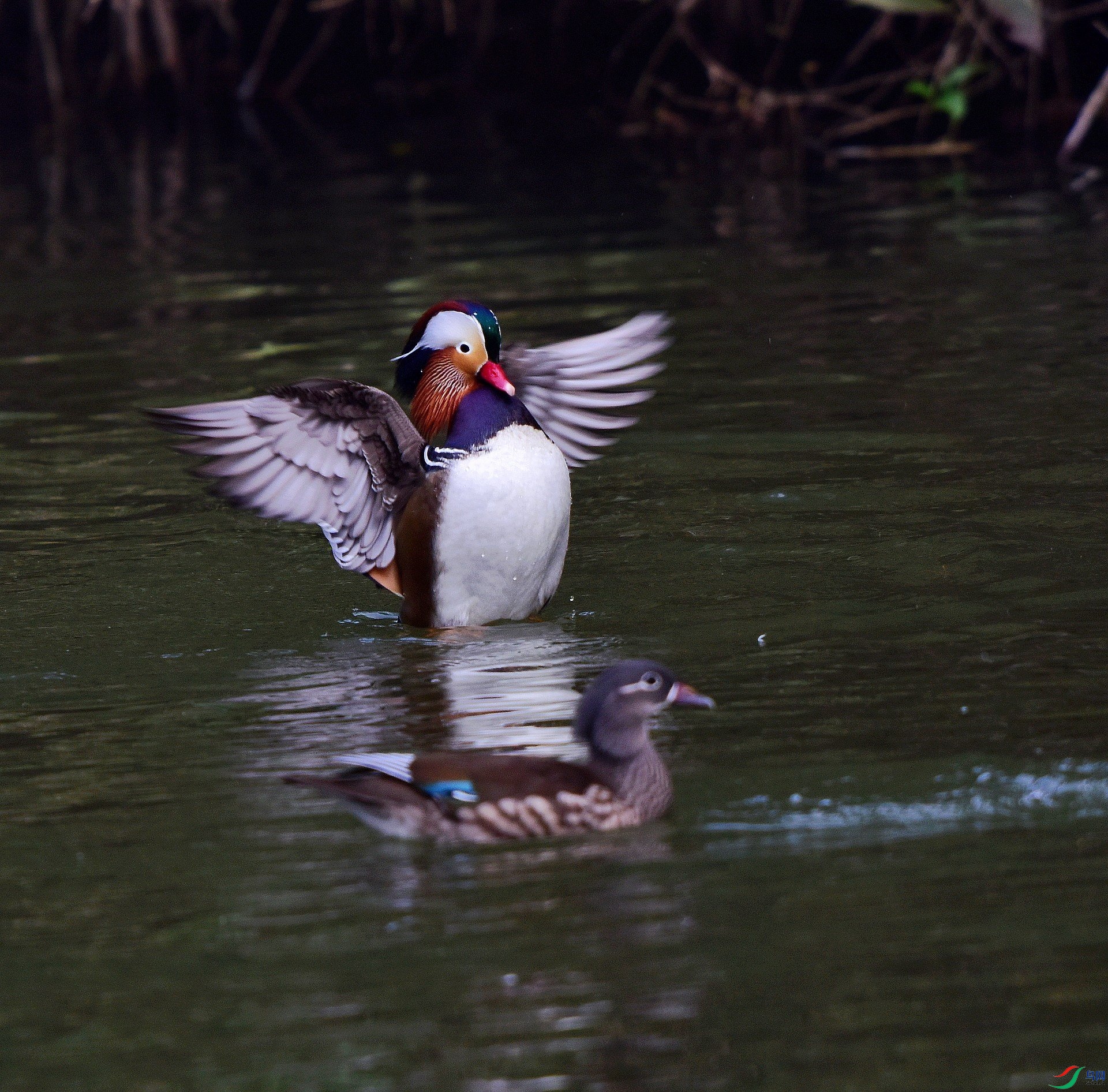 D8I_1153.jpg