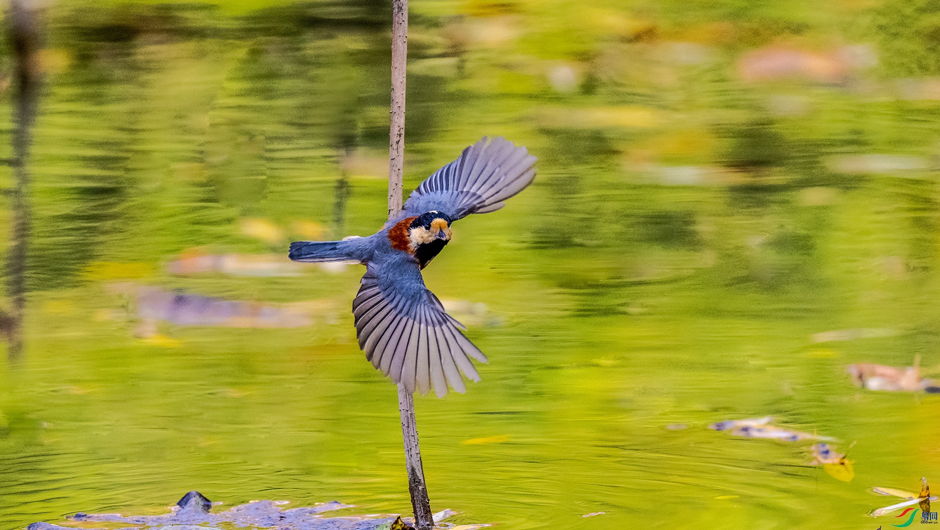 ��ɫɽȸ