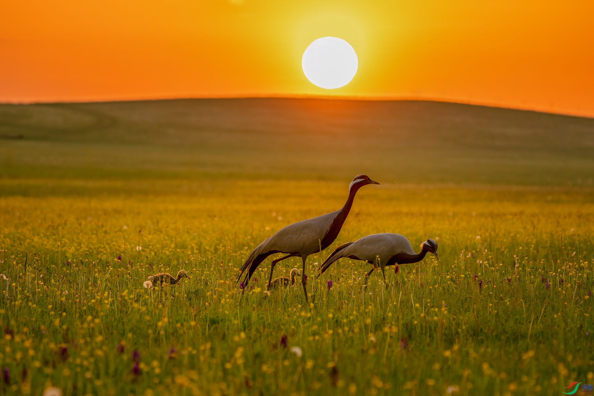 DSC00944 ����.jpg