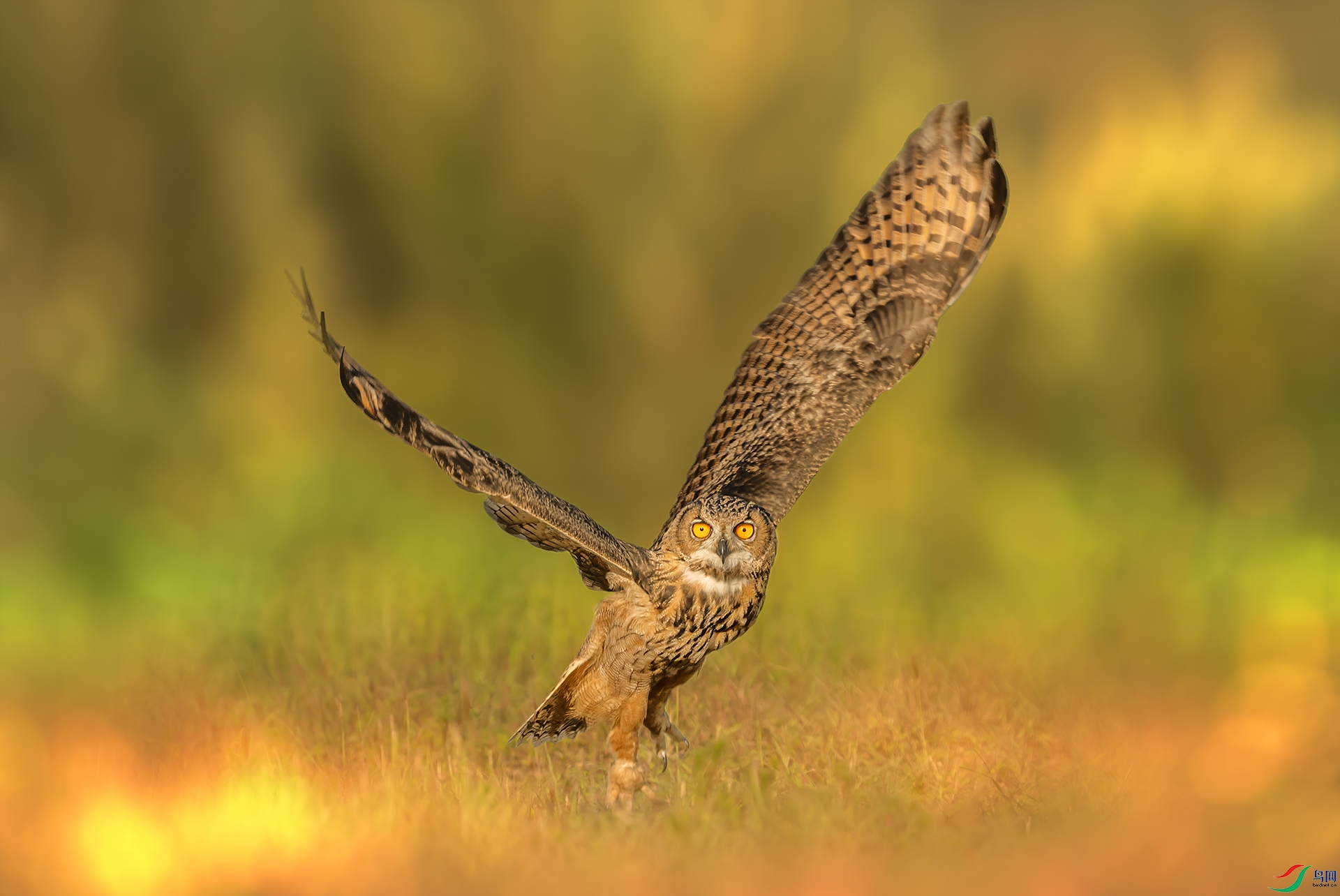 DSC05299 ����.jpg