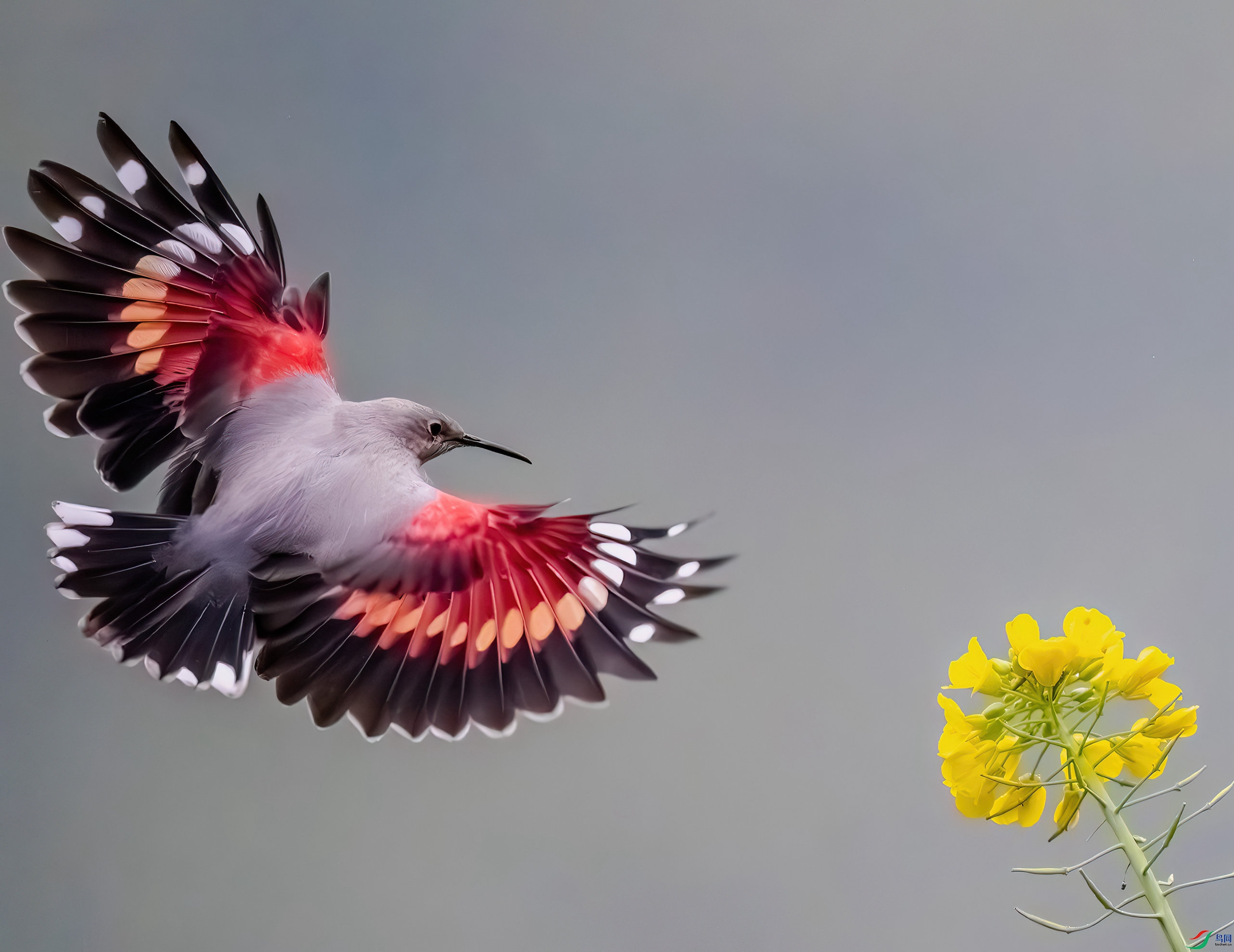 _DSC2385-����ǿ-NR_10 ����.jpg